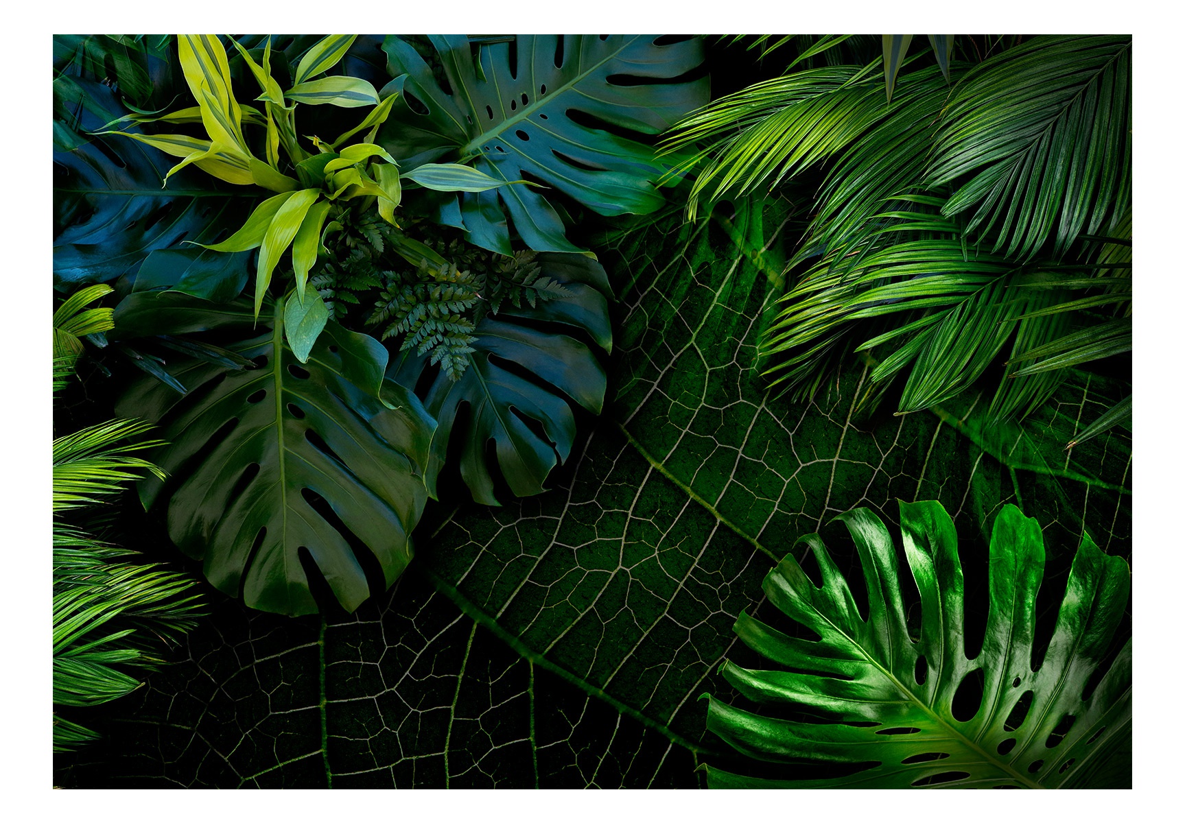 Fotomurale adesivo - Dark Jungle, 147x105