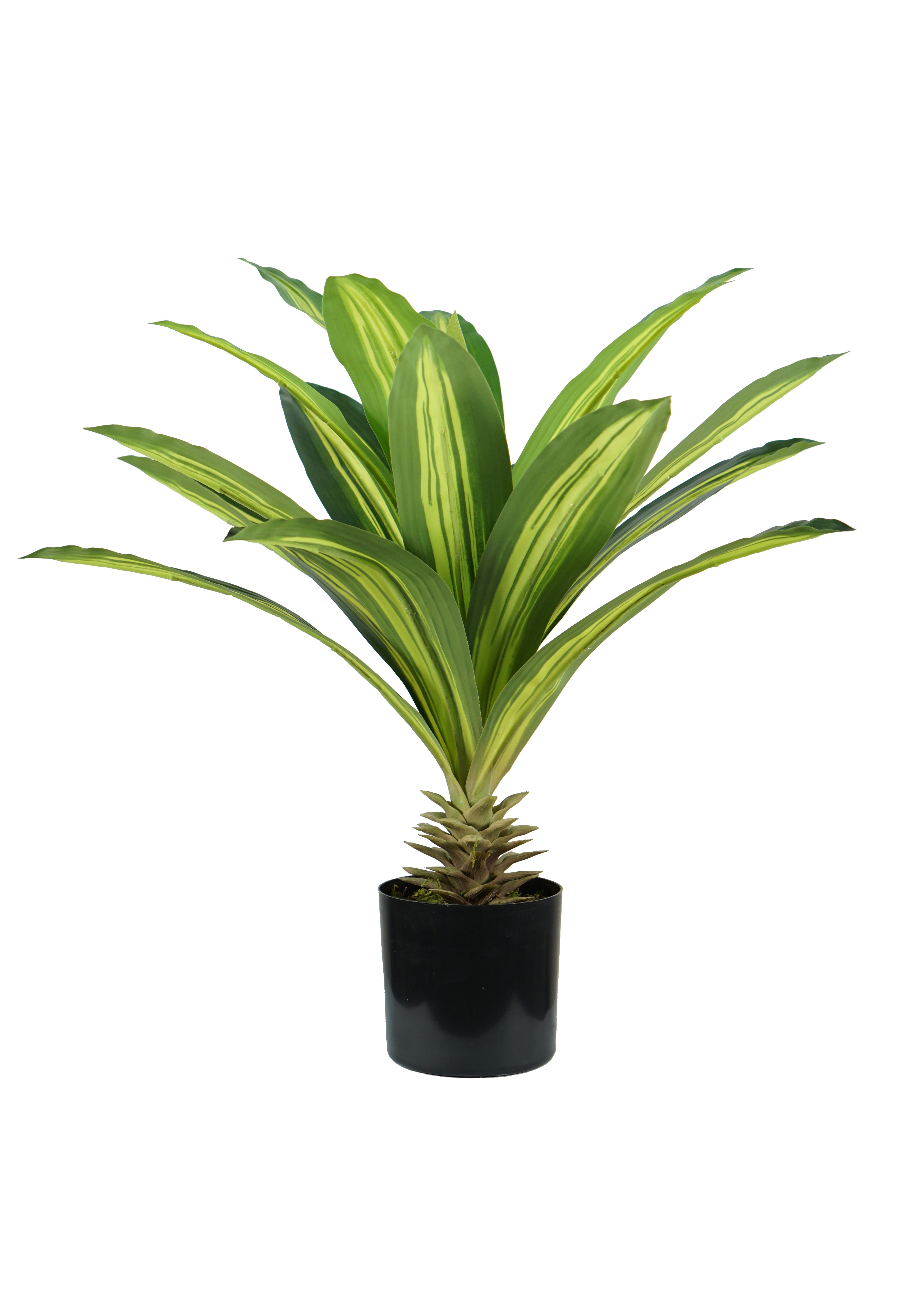 Pianta Dracaena H. 60 Cm 19 Foglie