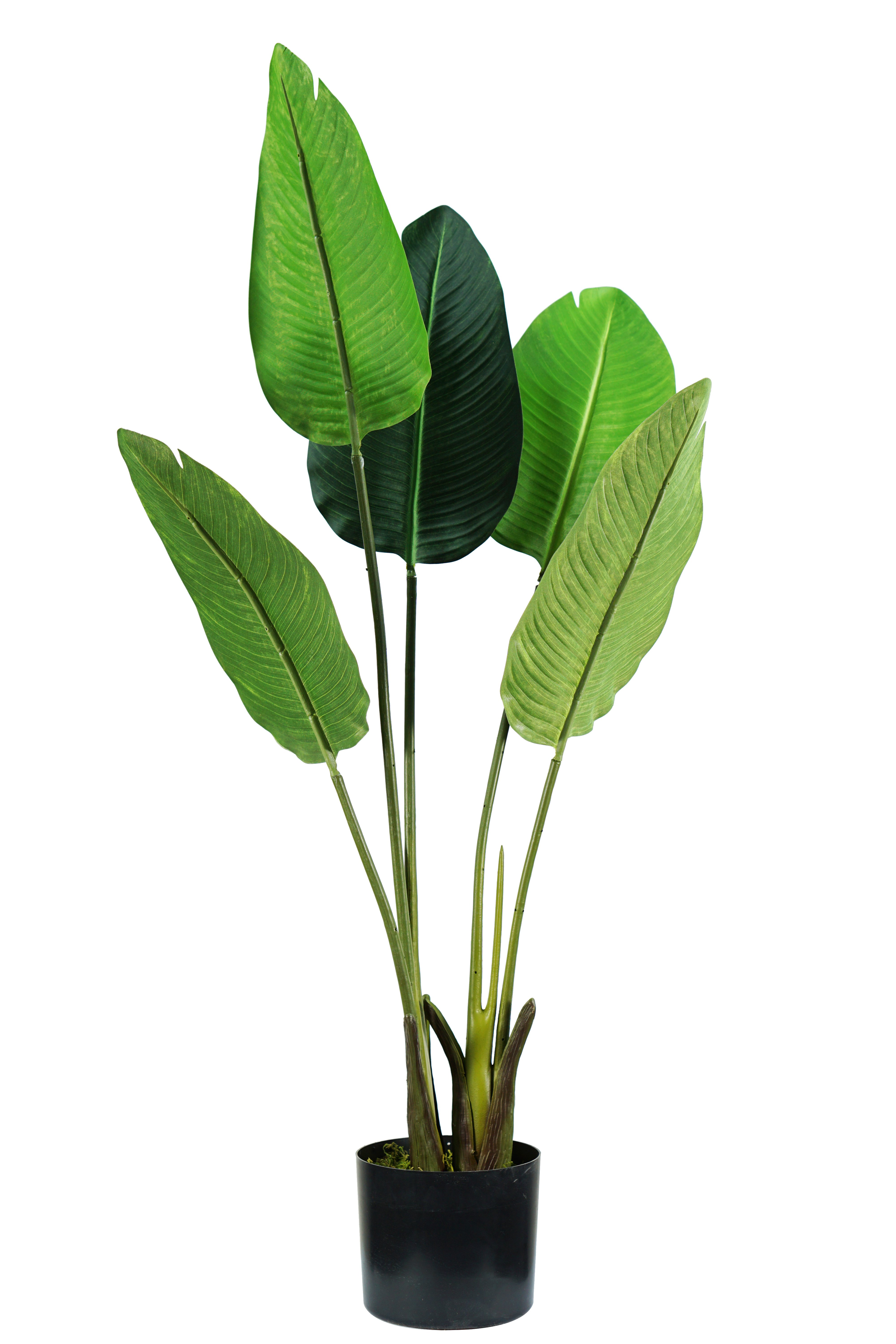 Pianta Strelitzia H. 100 Cm 5 Foglie