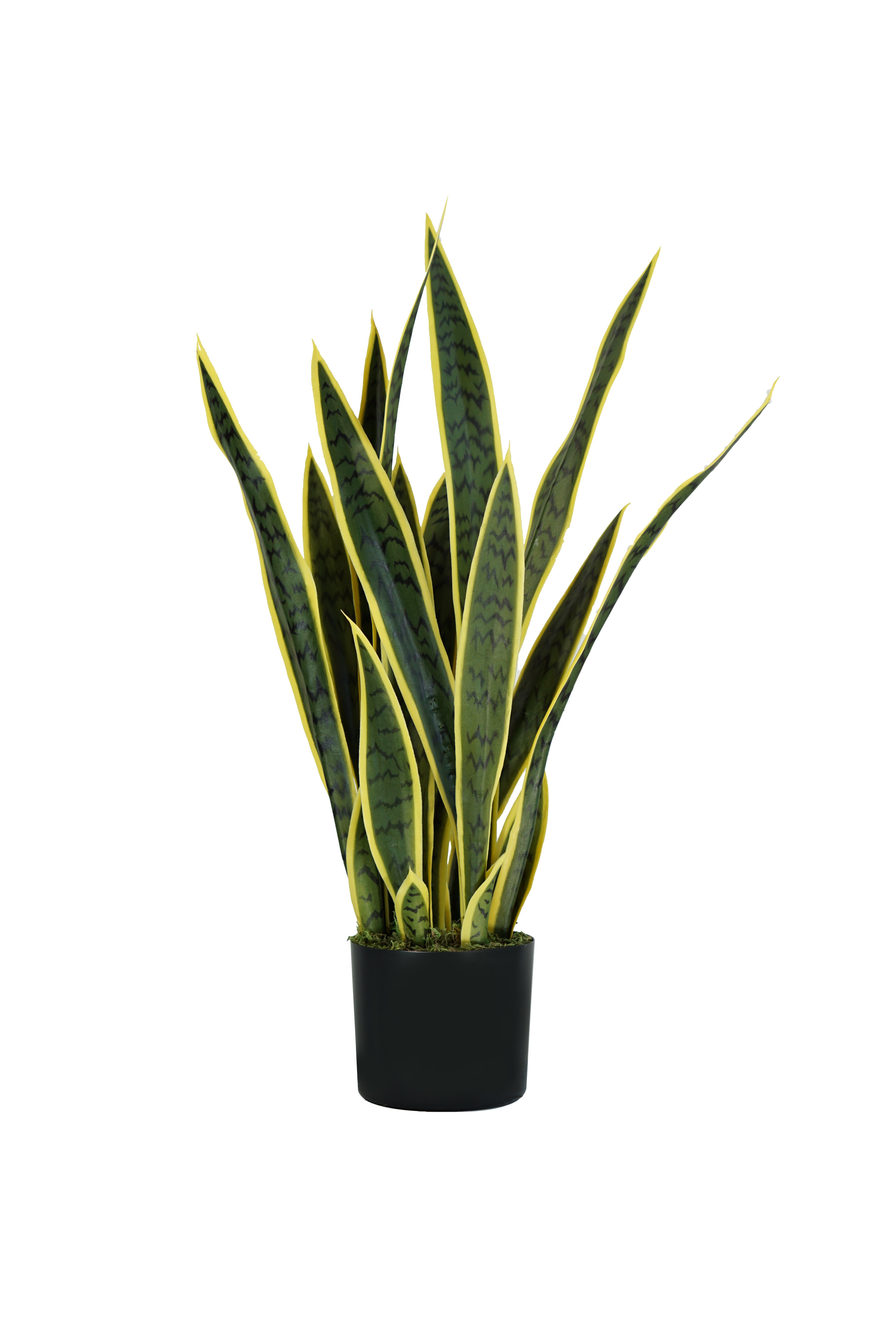 Pianta Sansevieria H. 75 Cm 21 Foglie