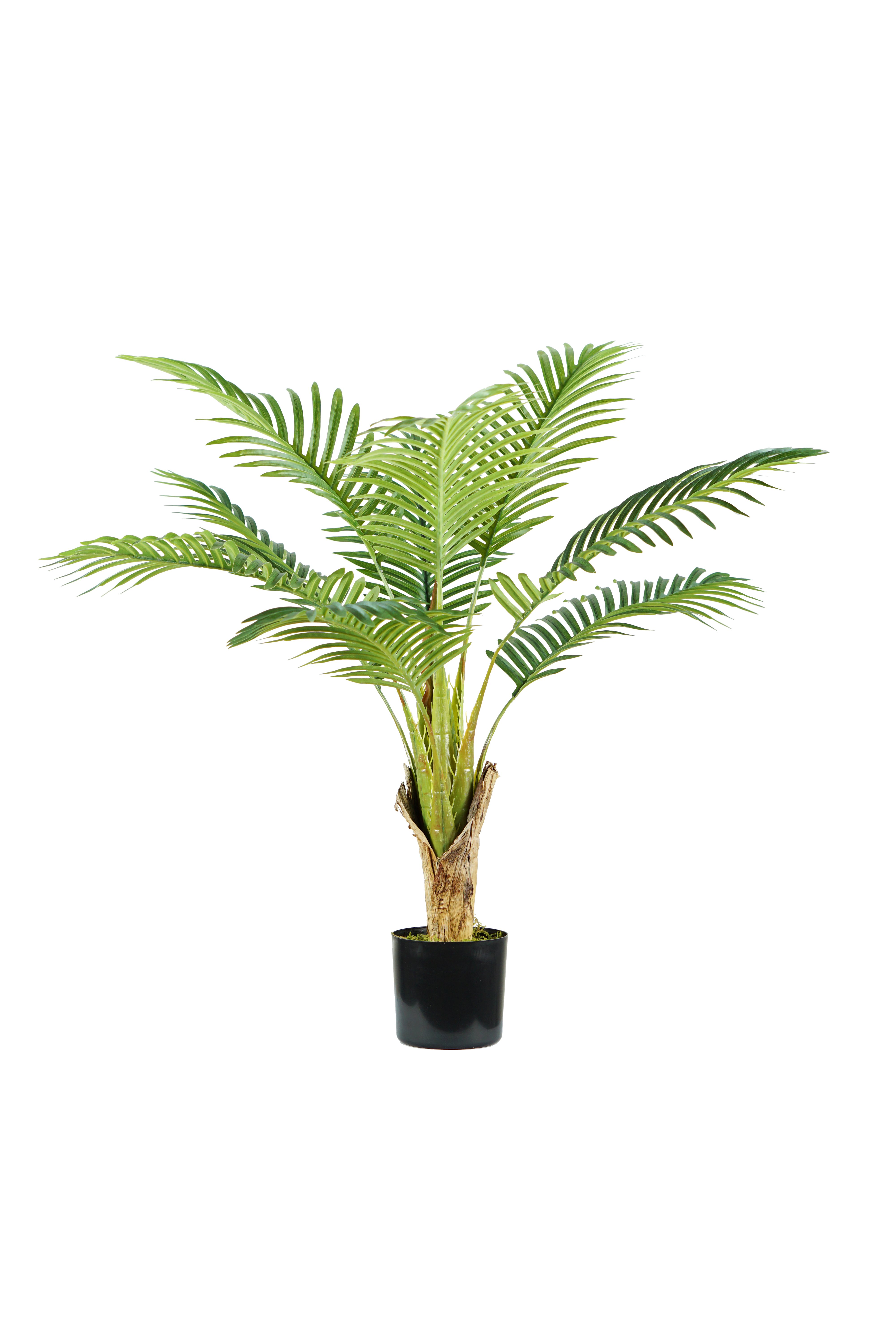 Pianta Palma Areca H. 90 Cm 9 Foglie
