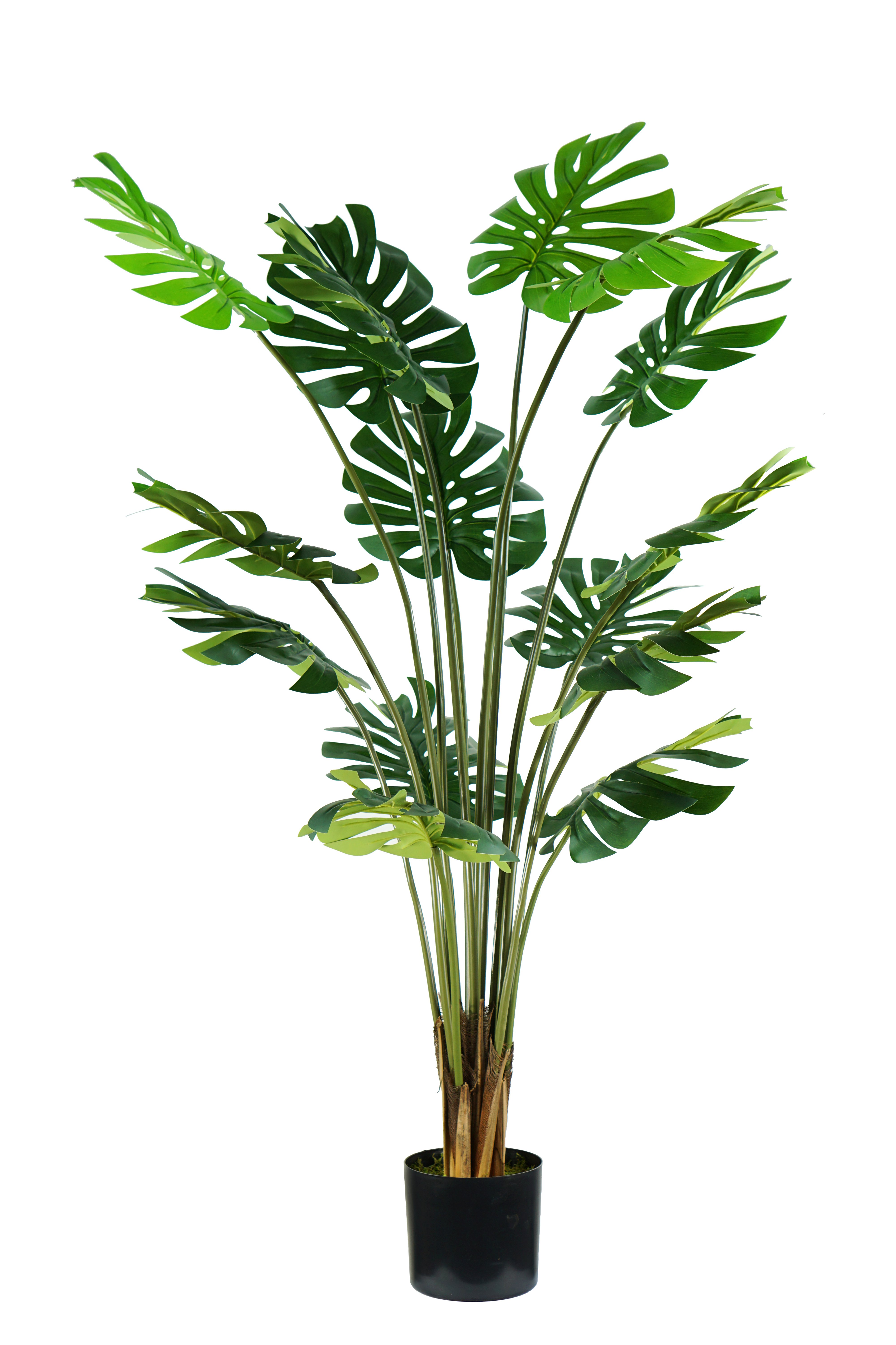 Pianta Monstera H. 170 Cm 16 Foglie