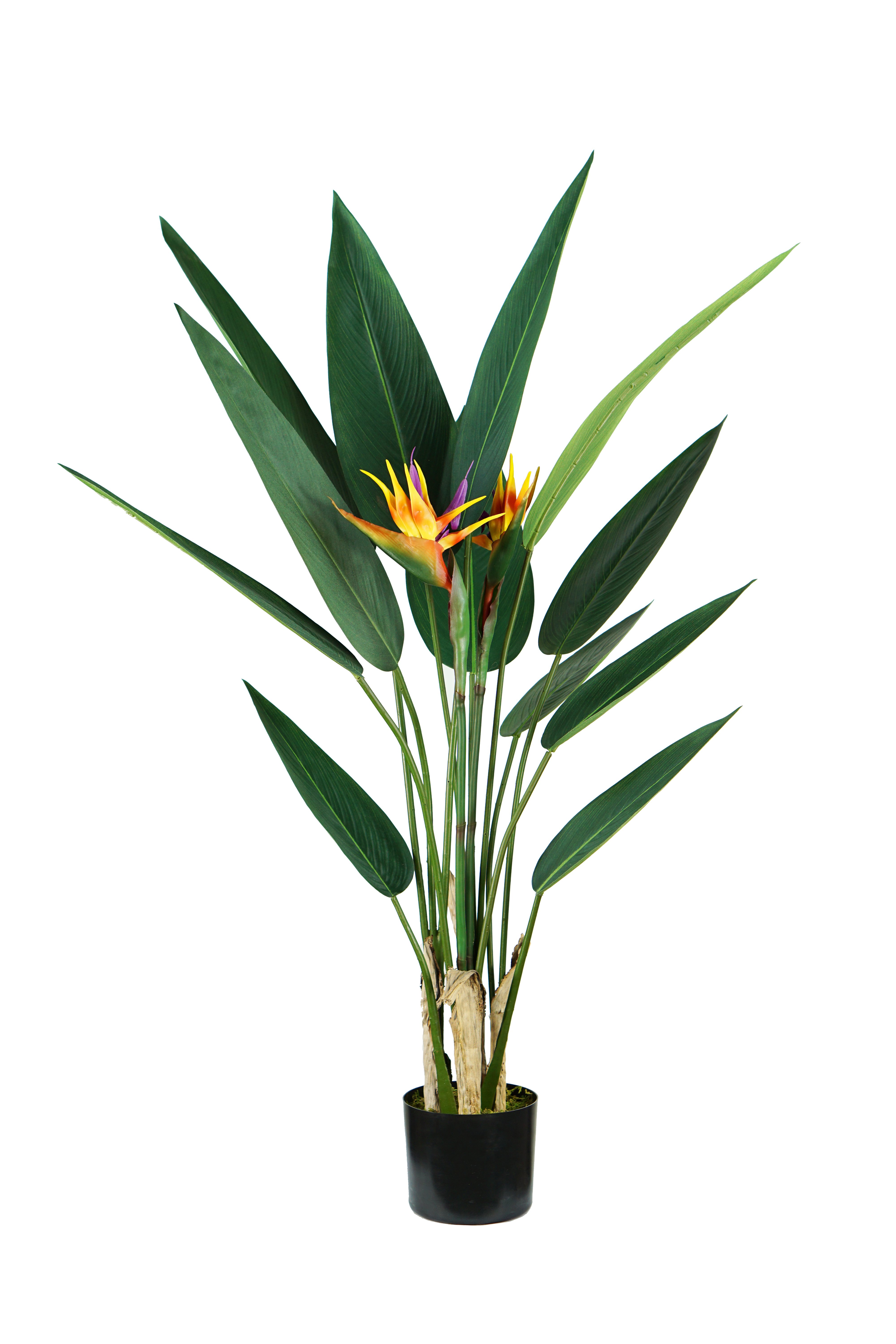 Pianta Strelitzia H. 120 Cm 12 Foglie + 2 Fiori