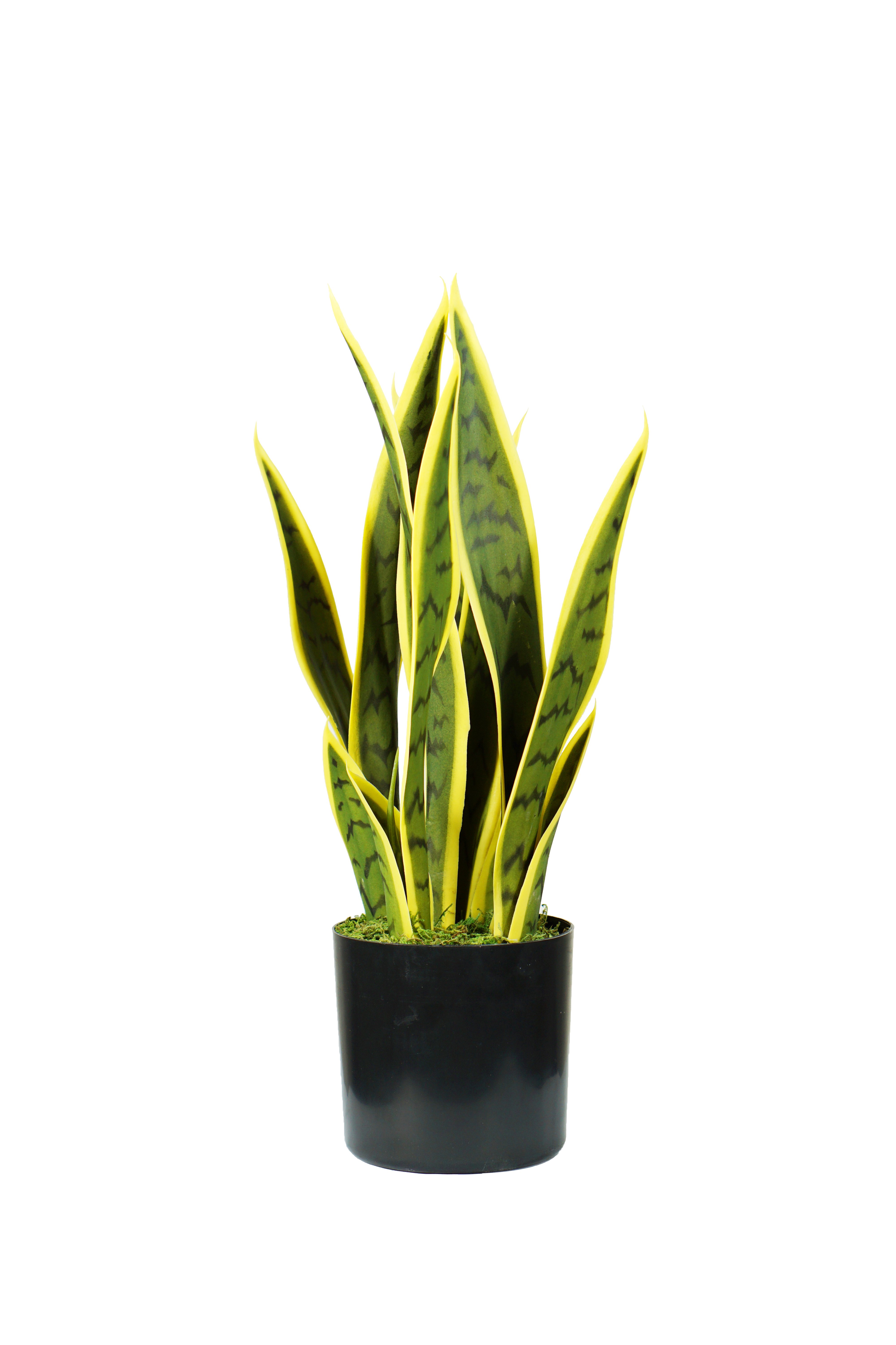 Pianta Sansevieria H. 45 Cm 12 Foglie