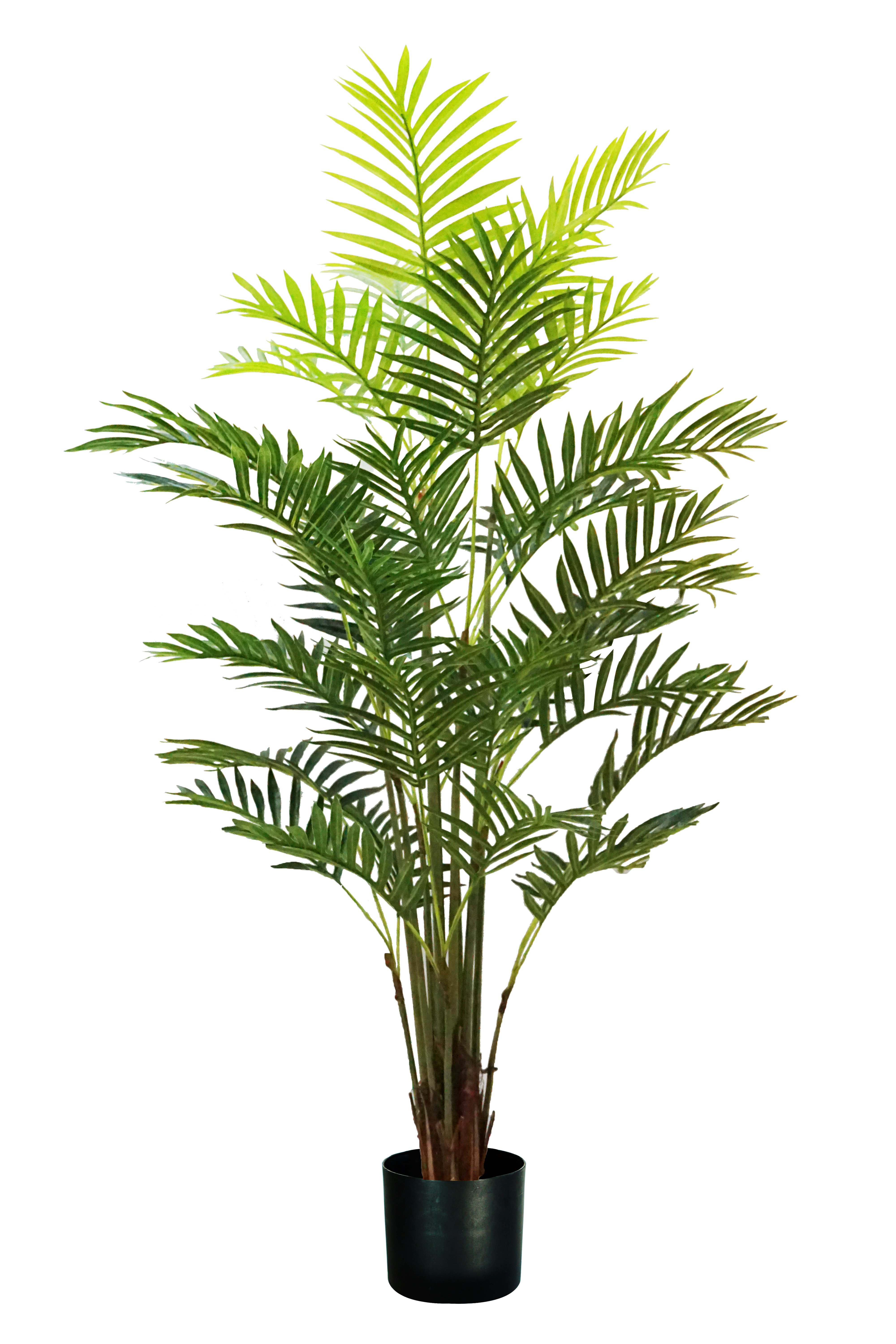 Pianta Palma Areca H. 160 Cm 33 Foglie