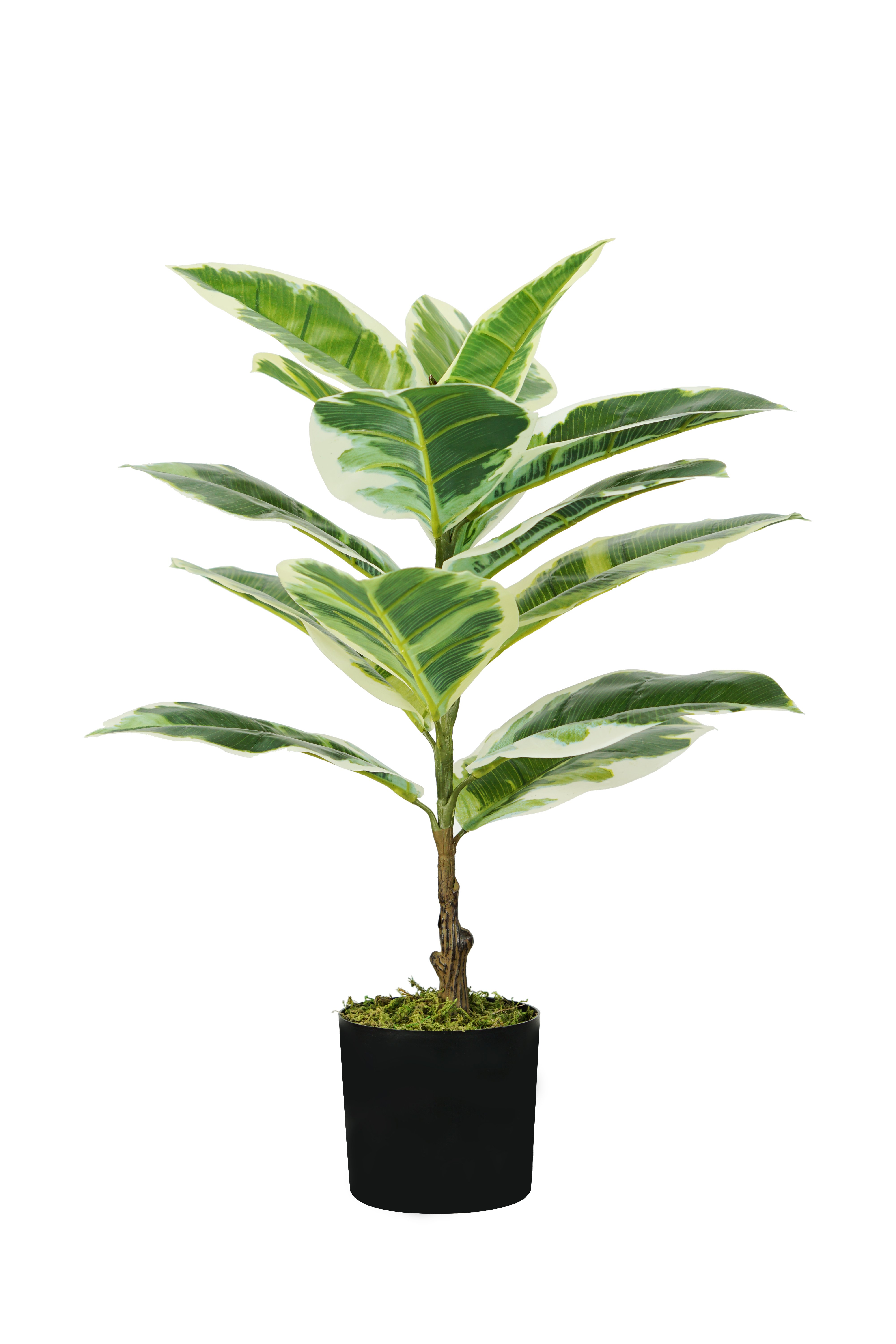 Pianta Ficus Elastica H. 65 Cm 15 Foglie