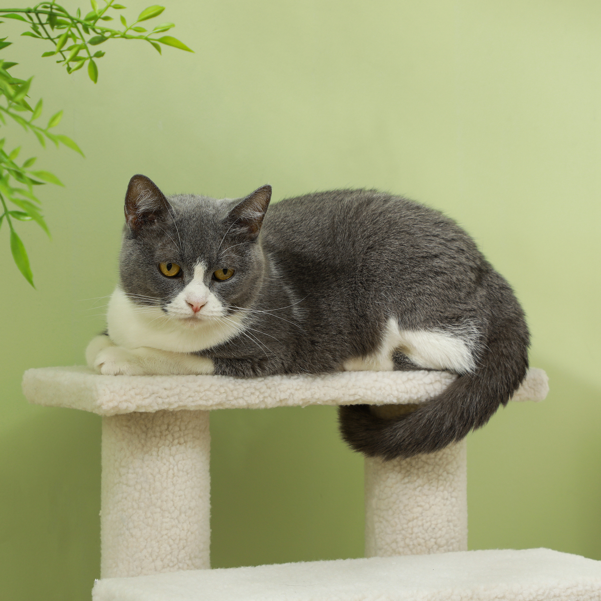 PawHut Dog Steps for Bed 4 Step Pet Stairs for Sofa Dog Cat Climb Ladder 63x43x60 cm Cream 9