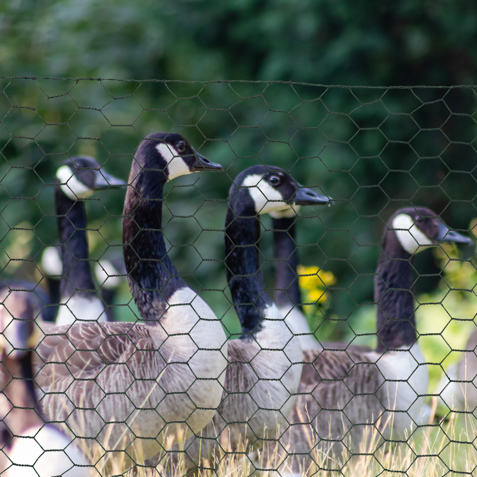 PawHut 1m x 25m Chicken Wire Mesh, Foldable PVC Coated Welded Garden Fence, Roll Poultry Netting, for Rabbits, Ducks, Geese Dark Green 2