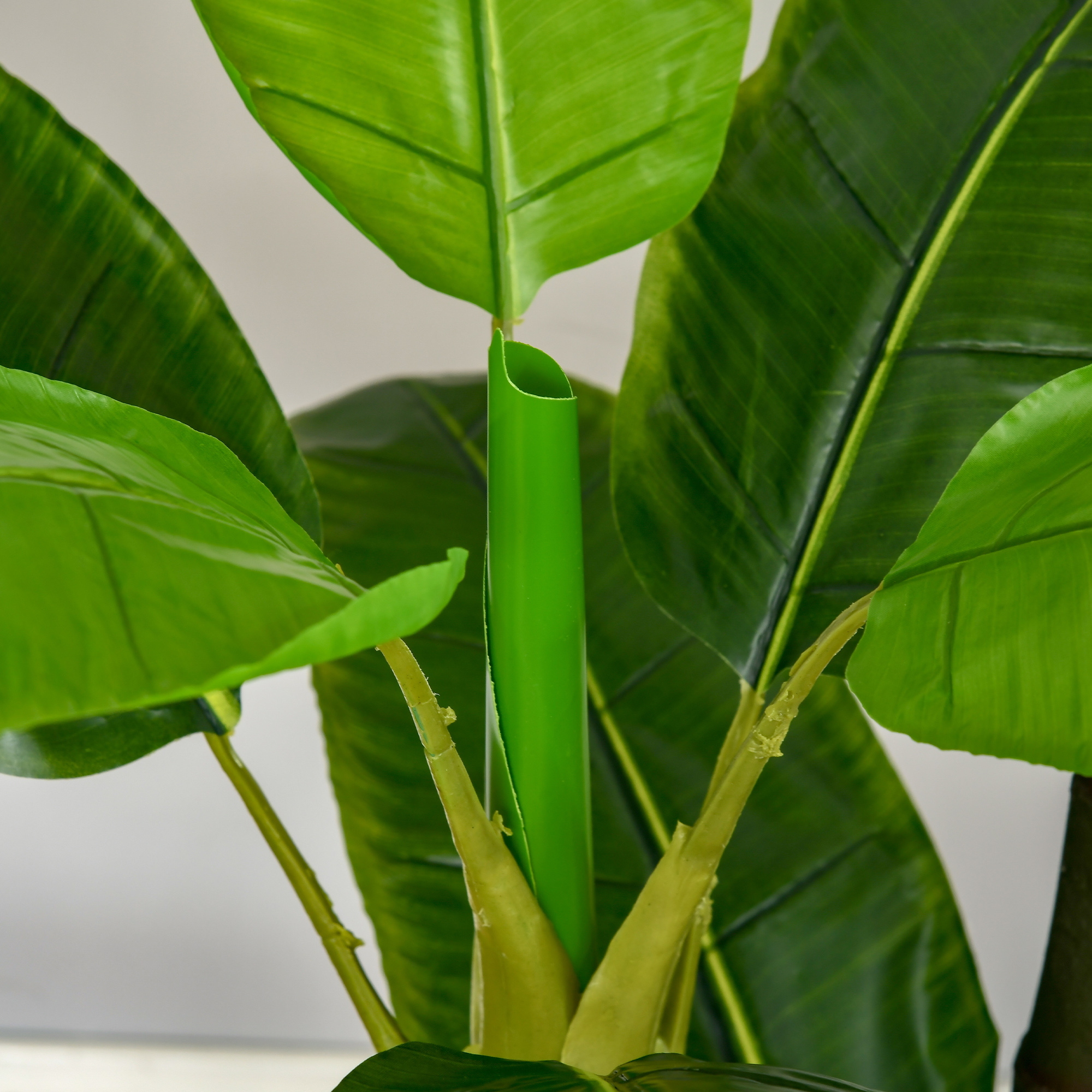 pianta di banano da interno