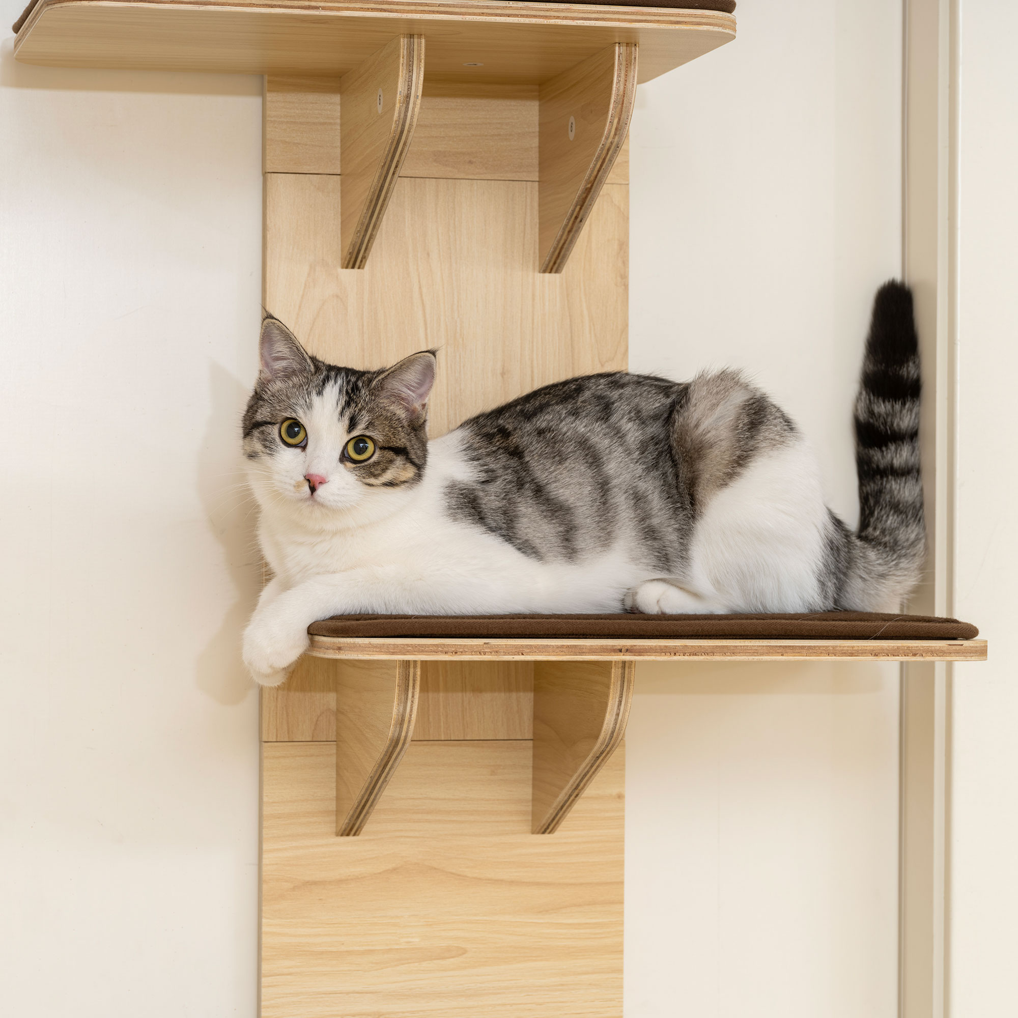 PawHut 4-Level Door Mounted Cat Tree with Washable Plush Mats, Toy Balls, Door Hanging Cat Shelf for Indoor Cats 8
