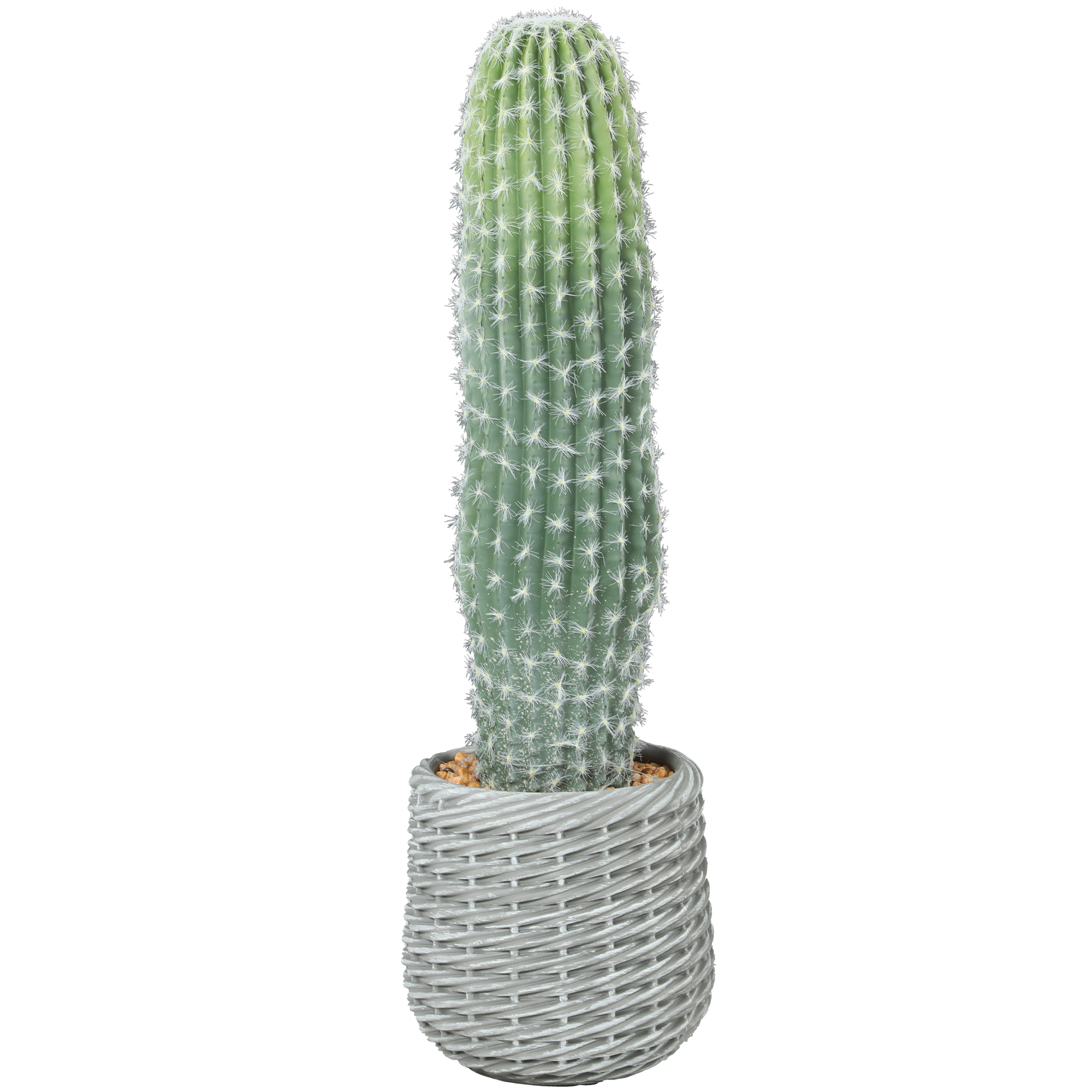 kaktus riesig Kaufen Sie einen groen Euphorbia-Kaktus  Urbangreen