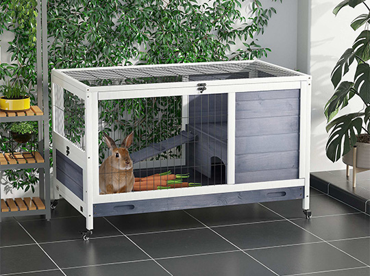 Gryzonie i małe zwierzęta