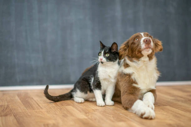 Five ways of comfort: improving the life of your cat and dog Five ways of comfort: improving the life of your cat and dog