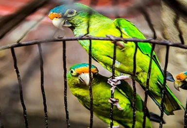 Que gaiola de pássaros devo comprar?