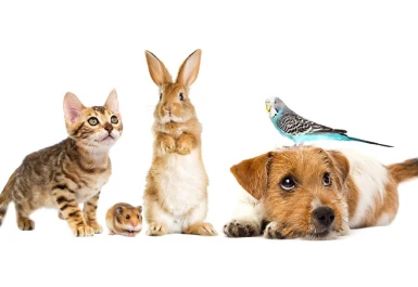 Animais de Estimação: Guia completo com os essenciais para o seu animal de estimação