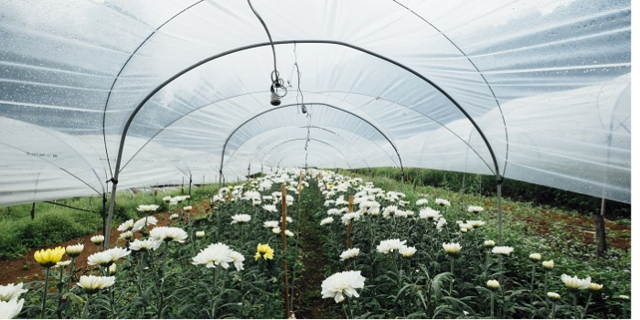 3.1 Membrane-Covered Greenhouses
