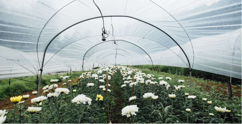 3.1 Mit Folie überdachte Gewächshäuser