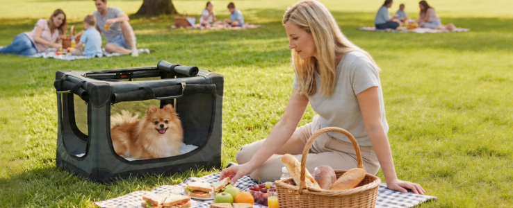 Pets feel anxious and lack a sense of security during outings