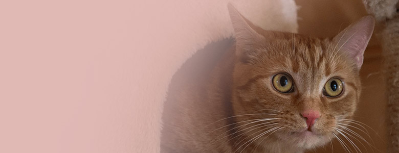 ¿Cómo elegir un rascador para gatos?