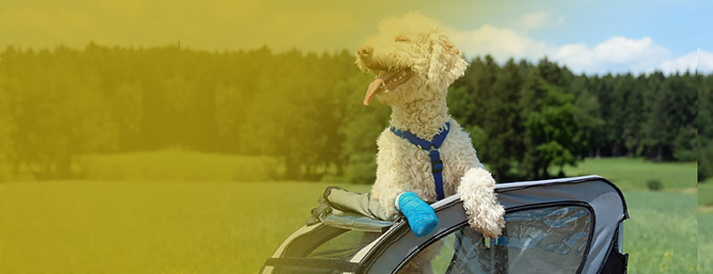 O super aventura cu animalul tau de companie!