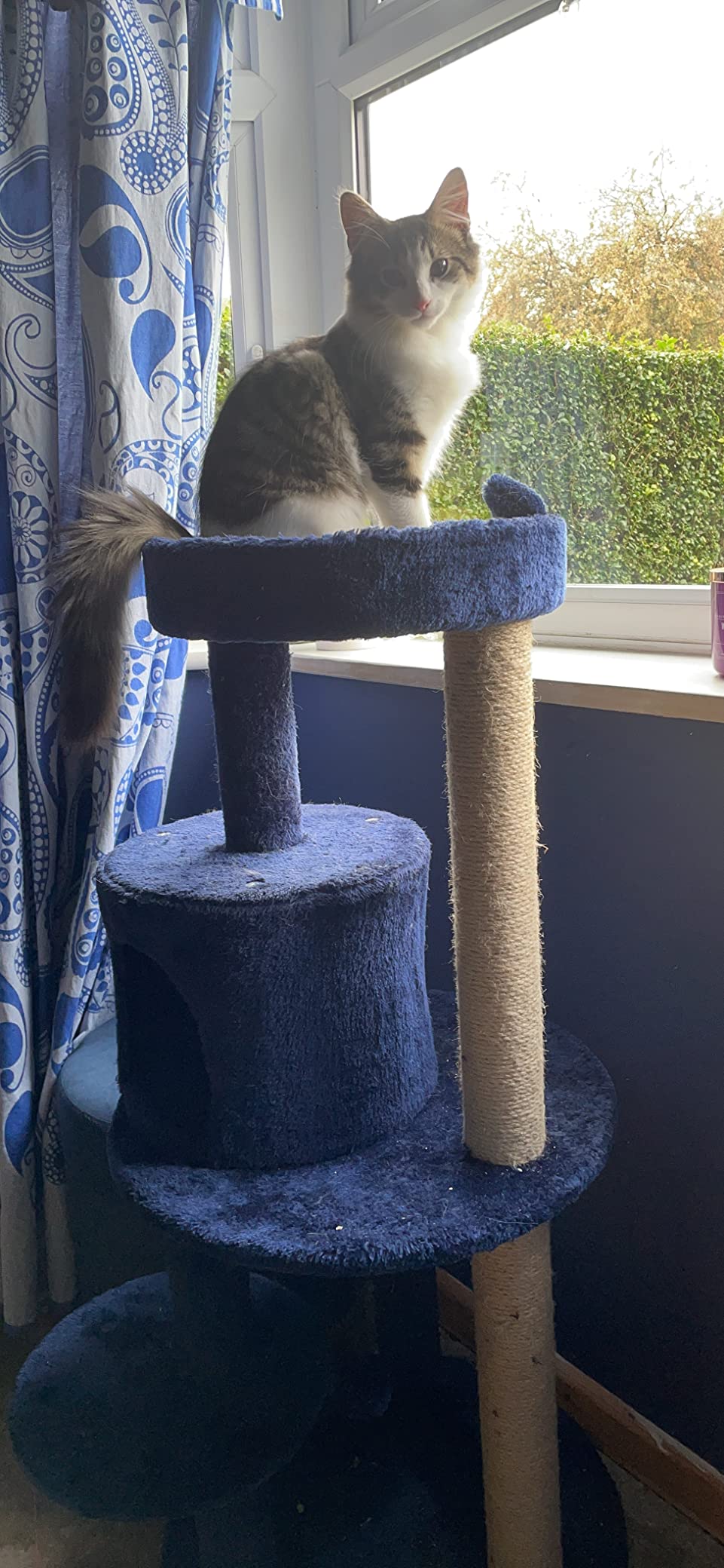 Great for active kittens.