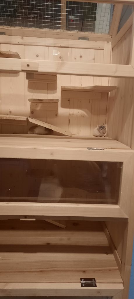PawHut Kooi Voor Kleine Dieren Hamsterkooi Knaagdierkooi Dennenhout Muizenkooi D51 083 874924161
