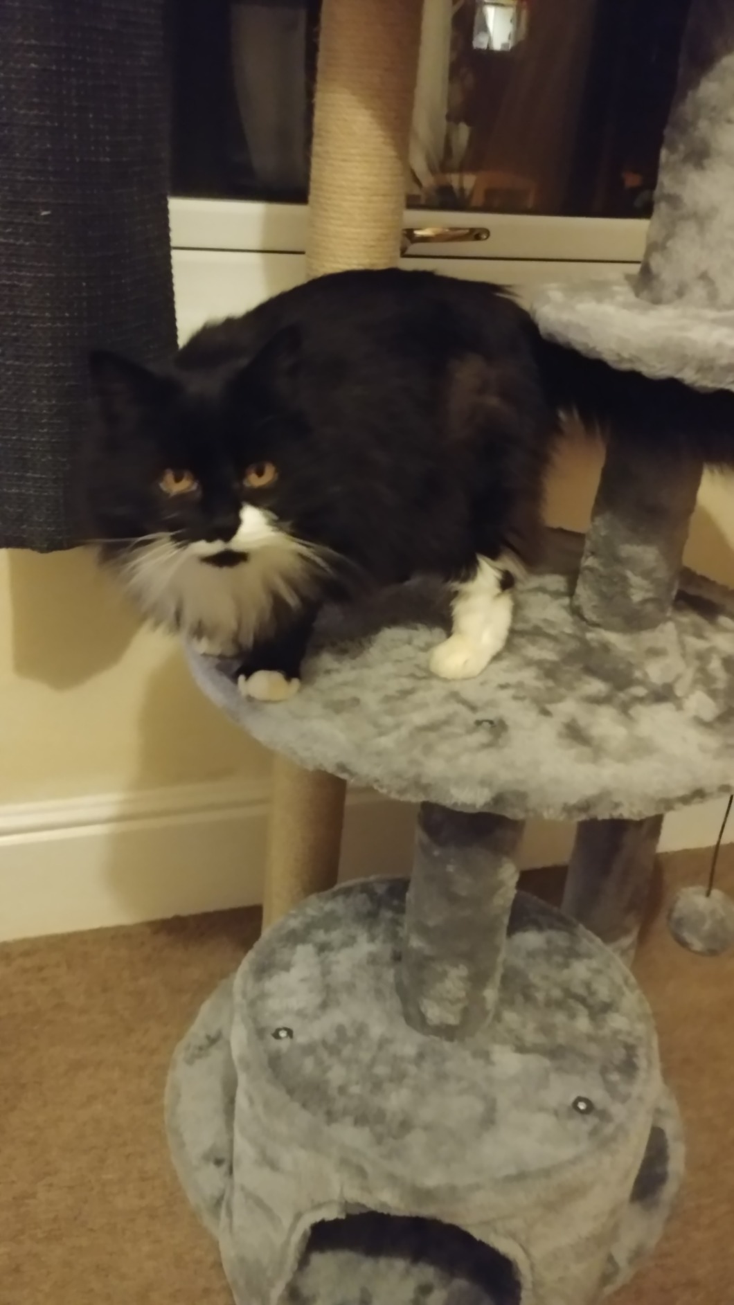 Sturdy but very small, even for a small cat
