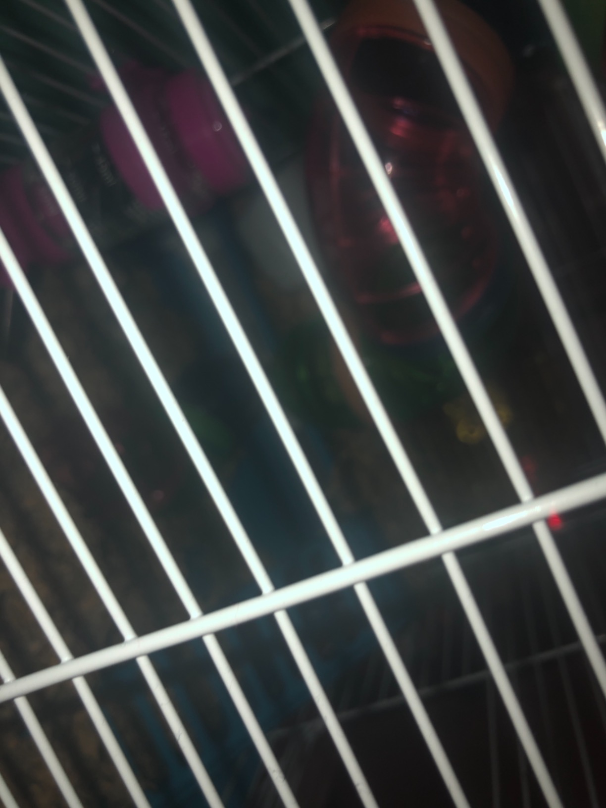 it’s a big cage and lots of room inside for the hamster