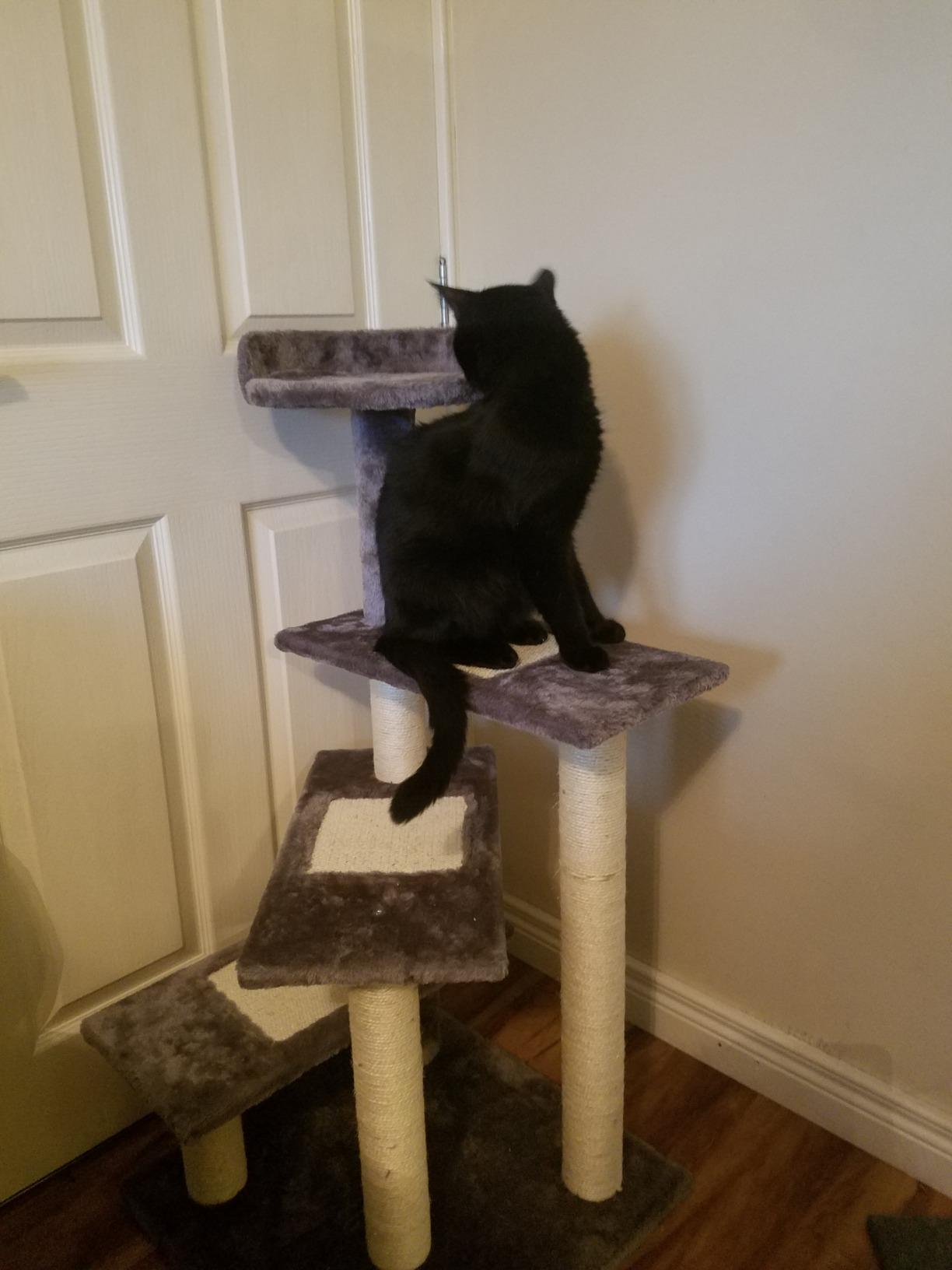 Pretty cat tree
