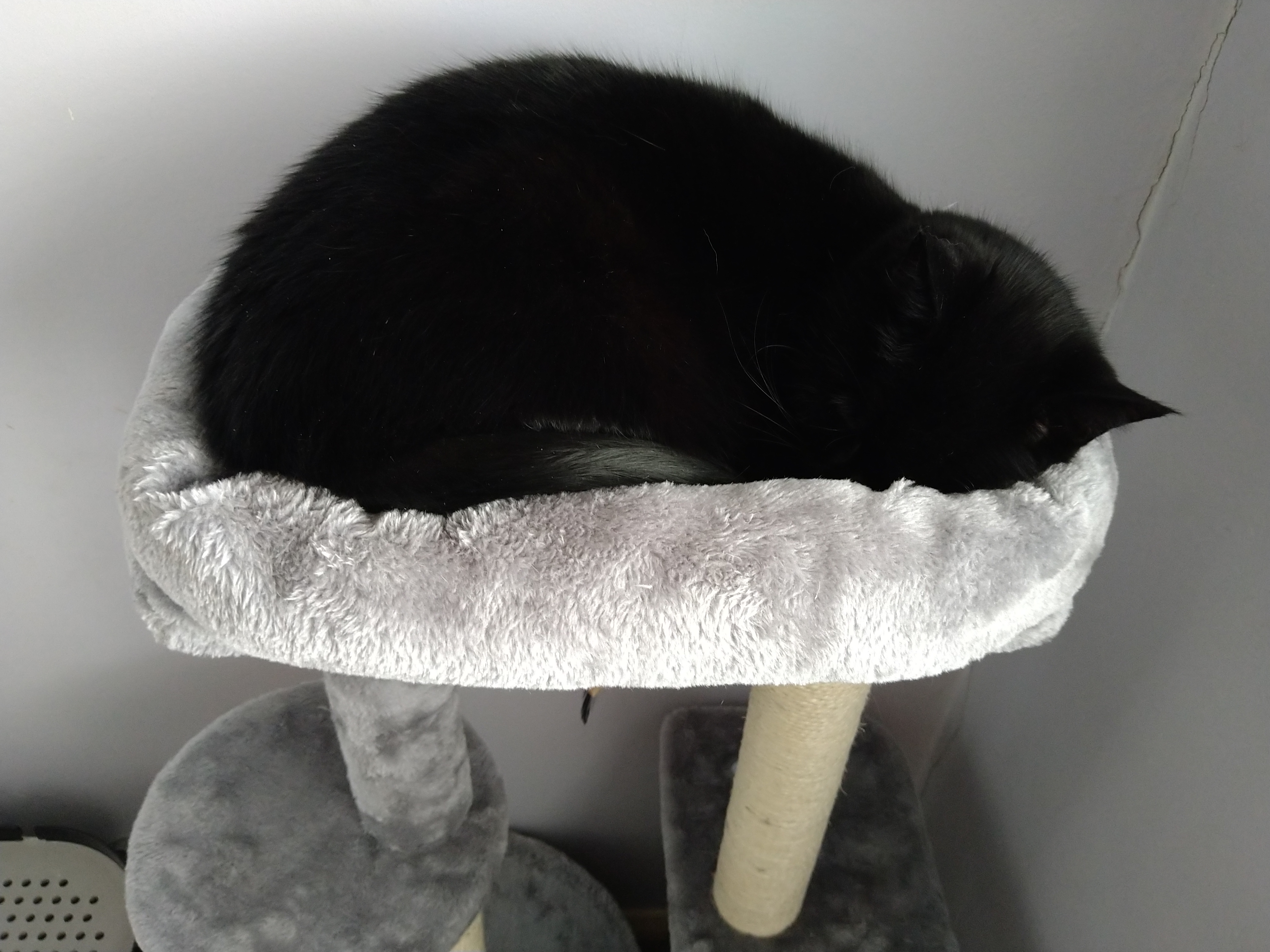 Easy to assemble and the cats love it!