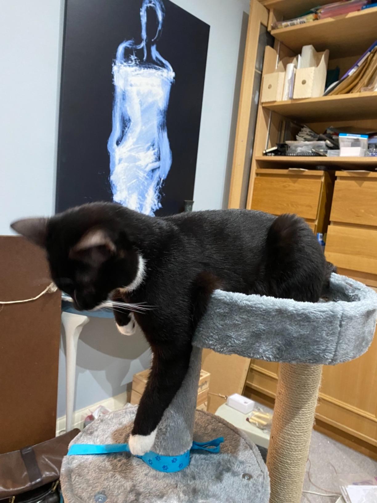 Cats are happy!
