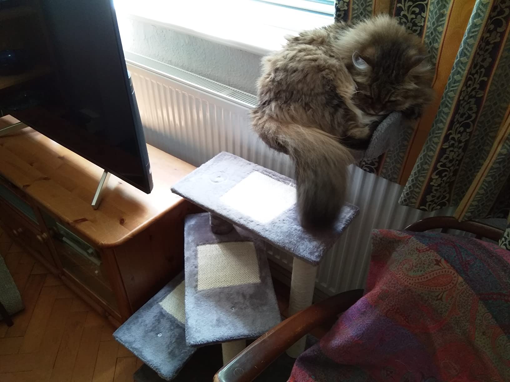 Great cat tree