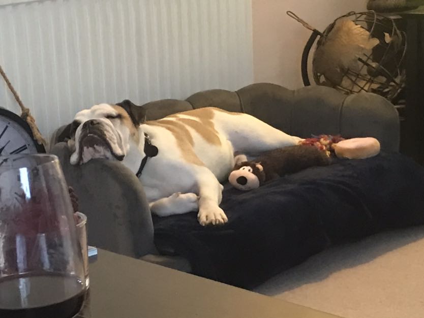 Happy dog