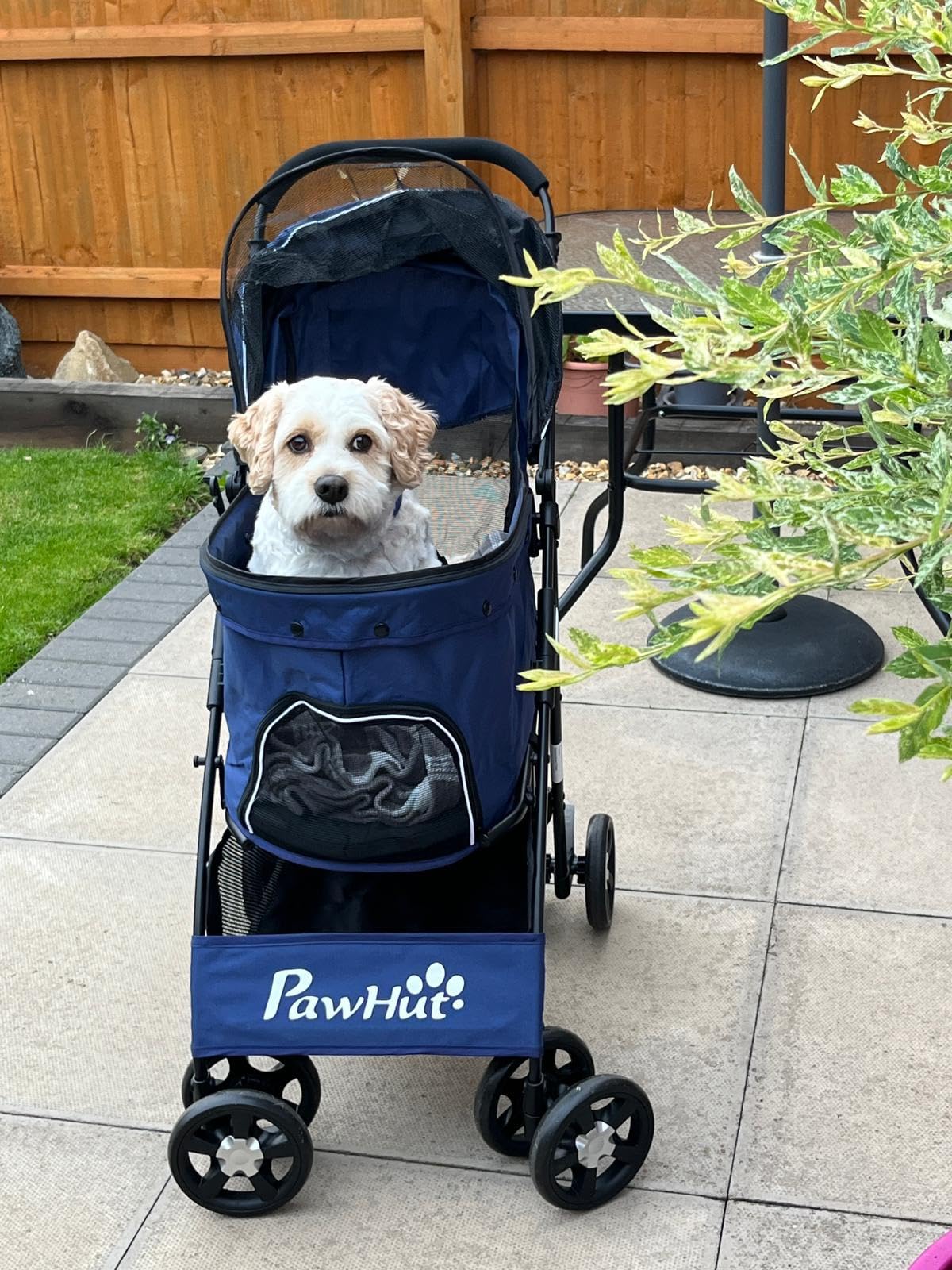 Perfect size for 15kg Cavachon