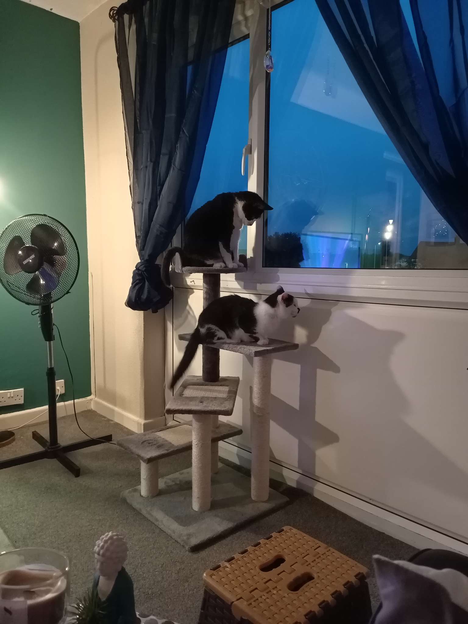 PURRRFECT!!!
