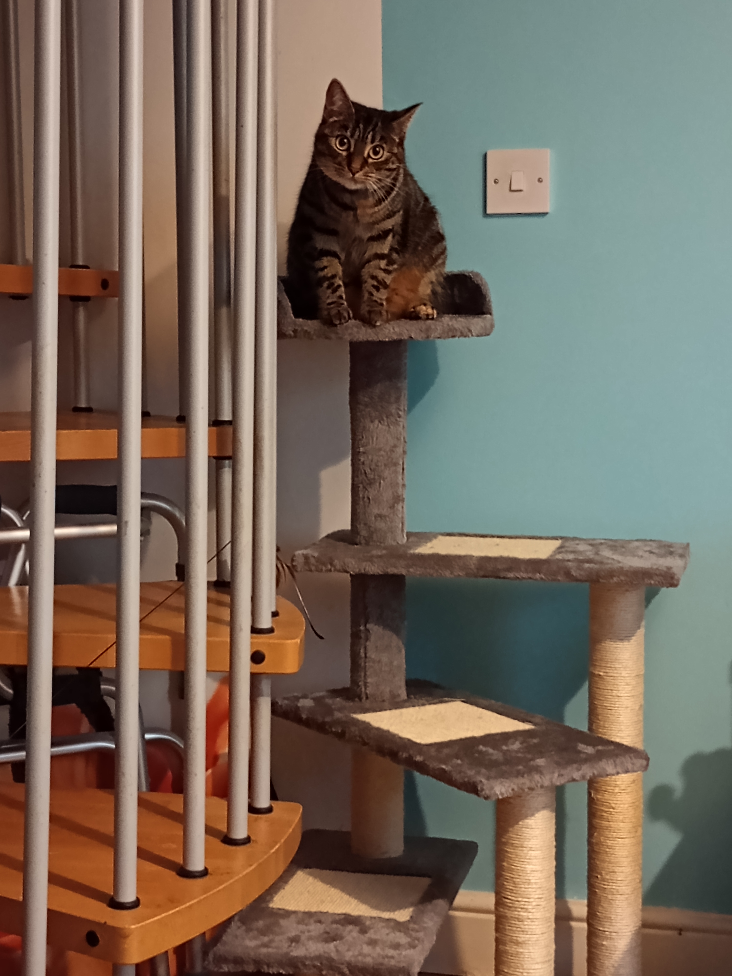 Happy cat 😺