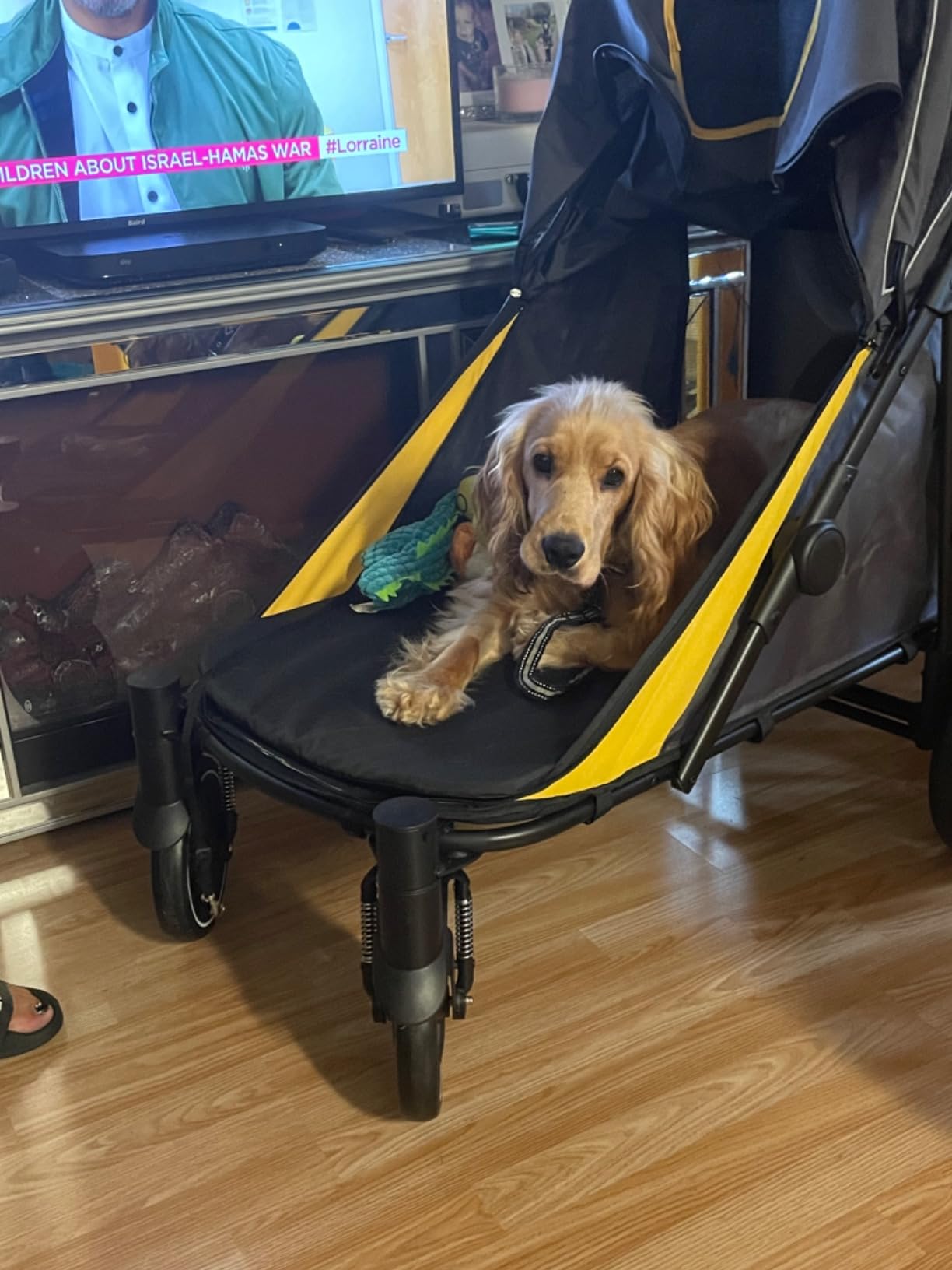 Dog buggy