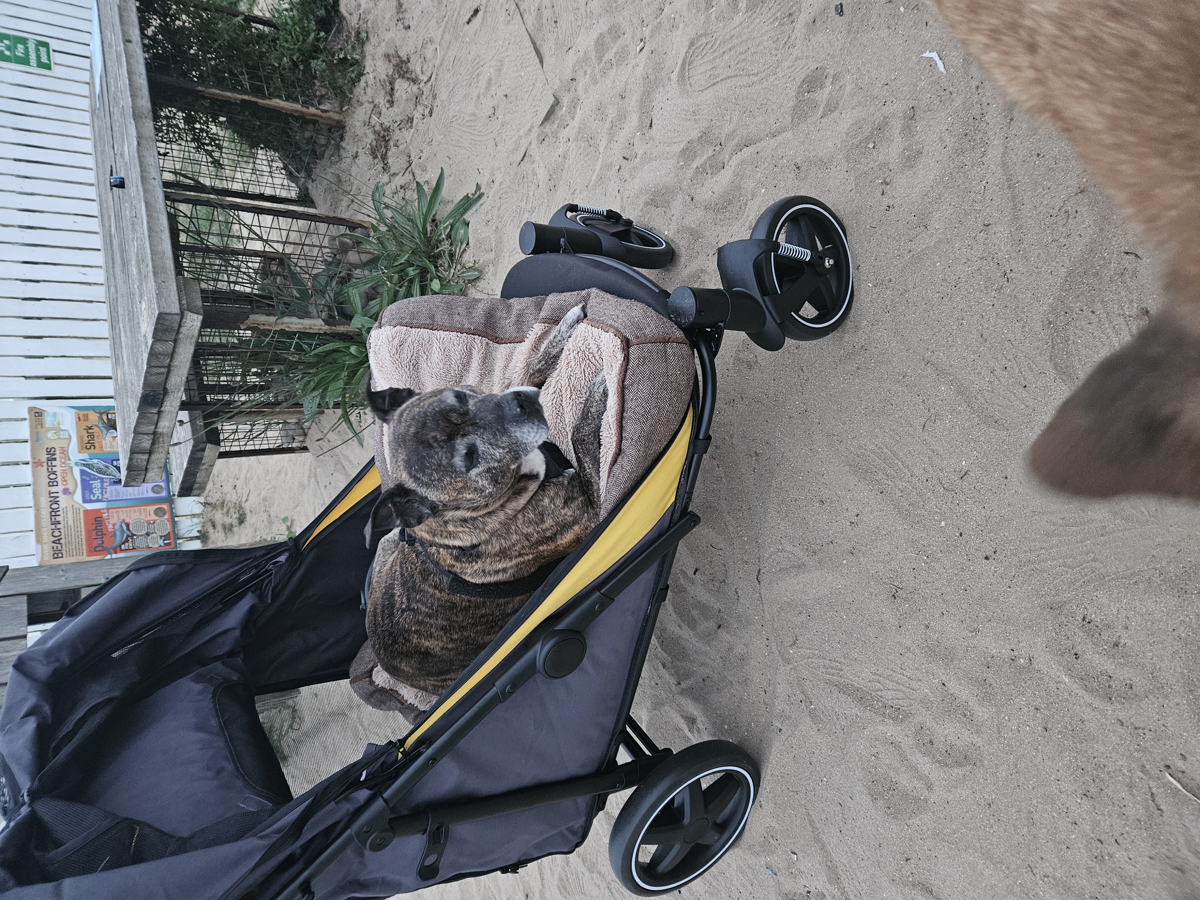 Brilliant dog pram