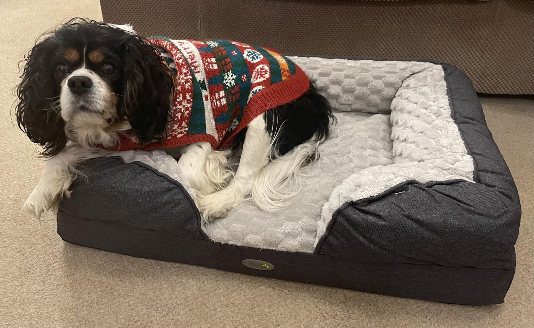 My dog loves it!