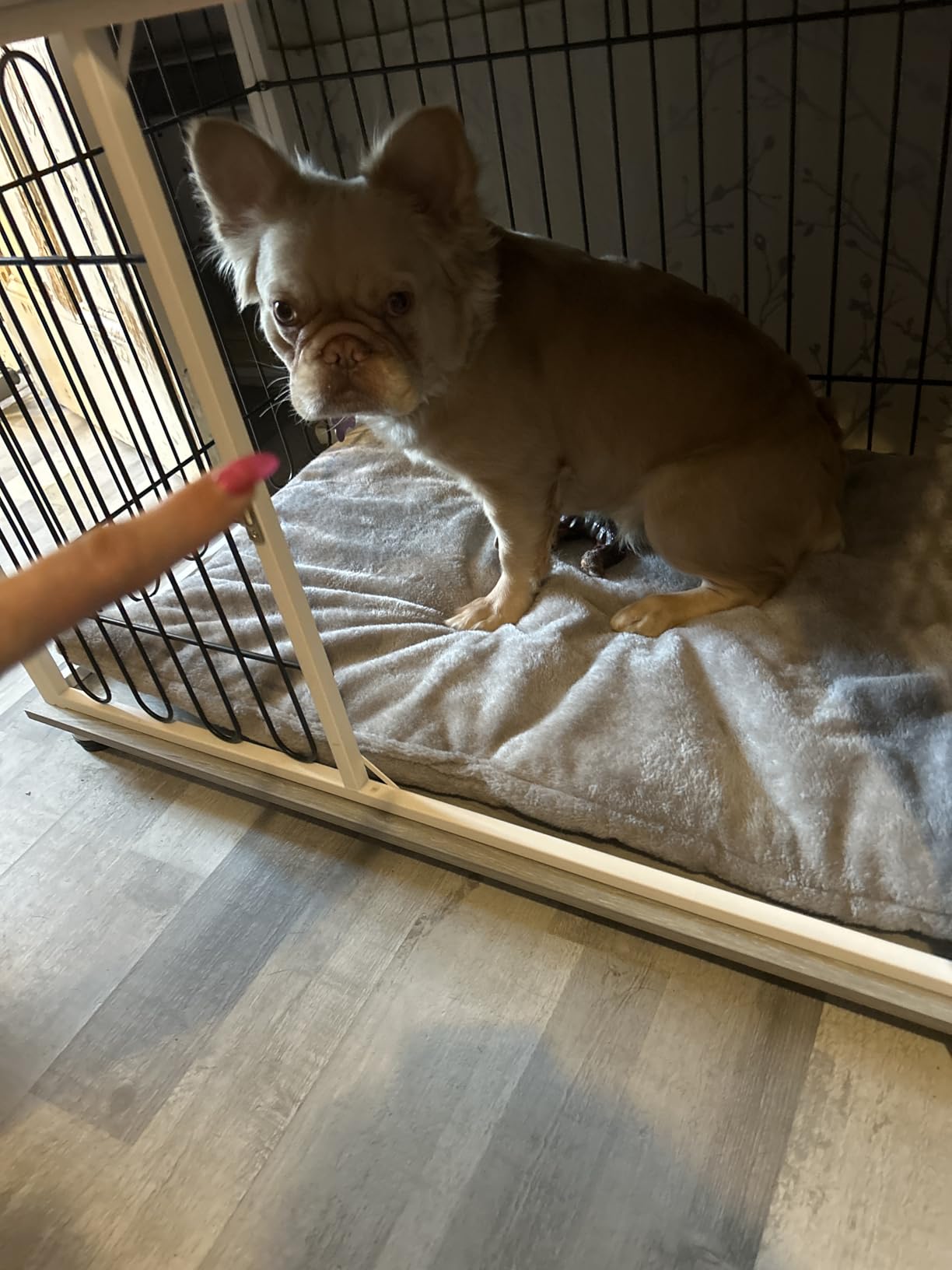 My frenchy loves her bed