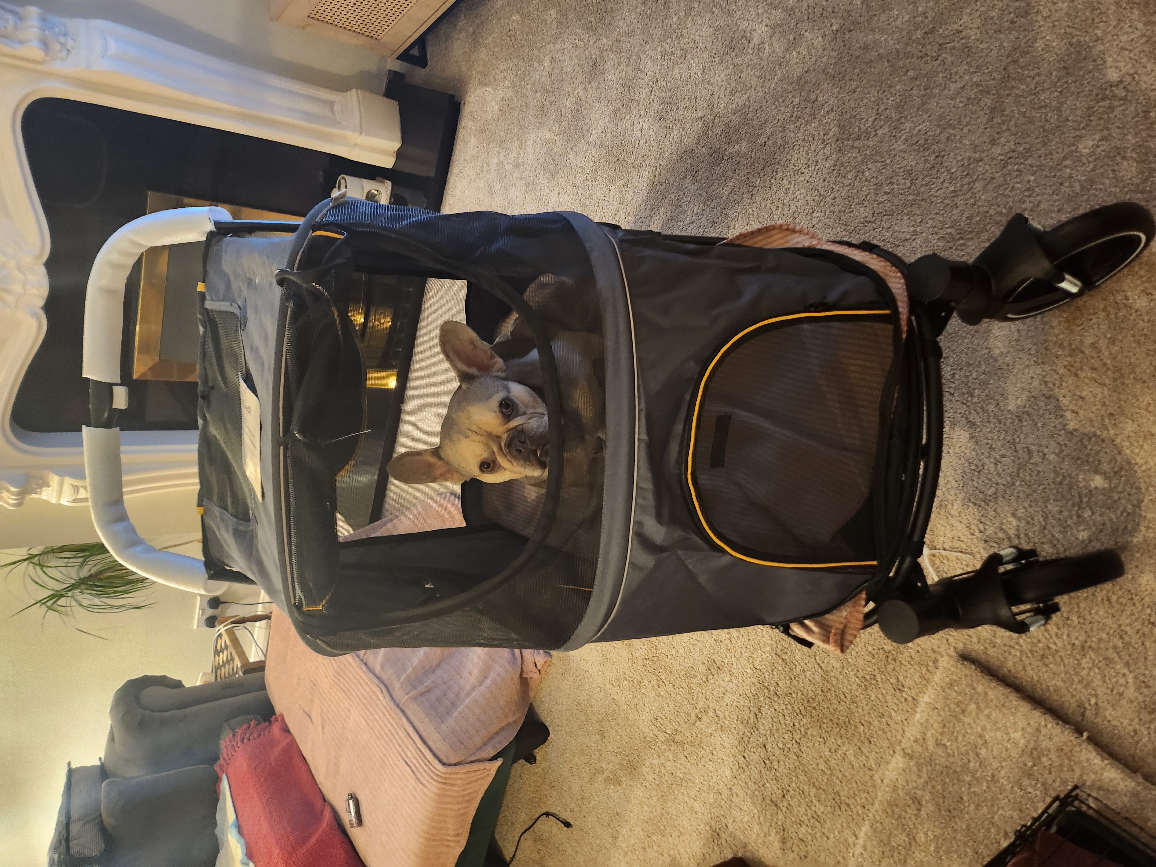 Dog pushchair