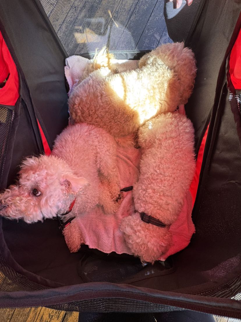 Great Doggy Pram
