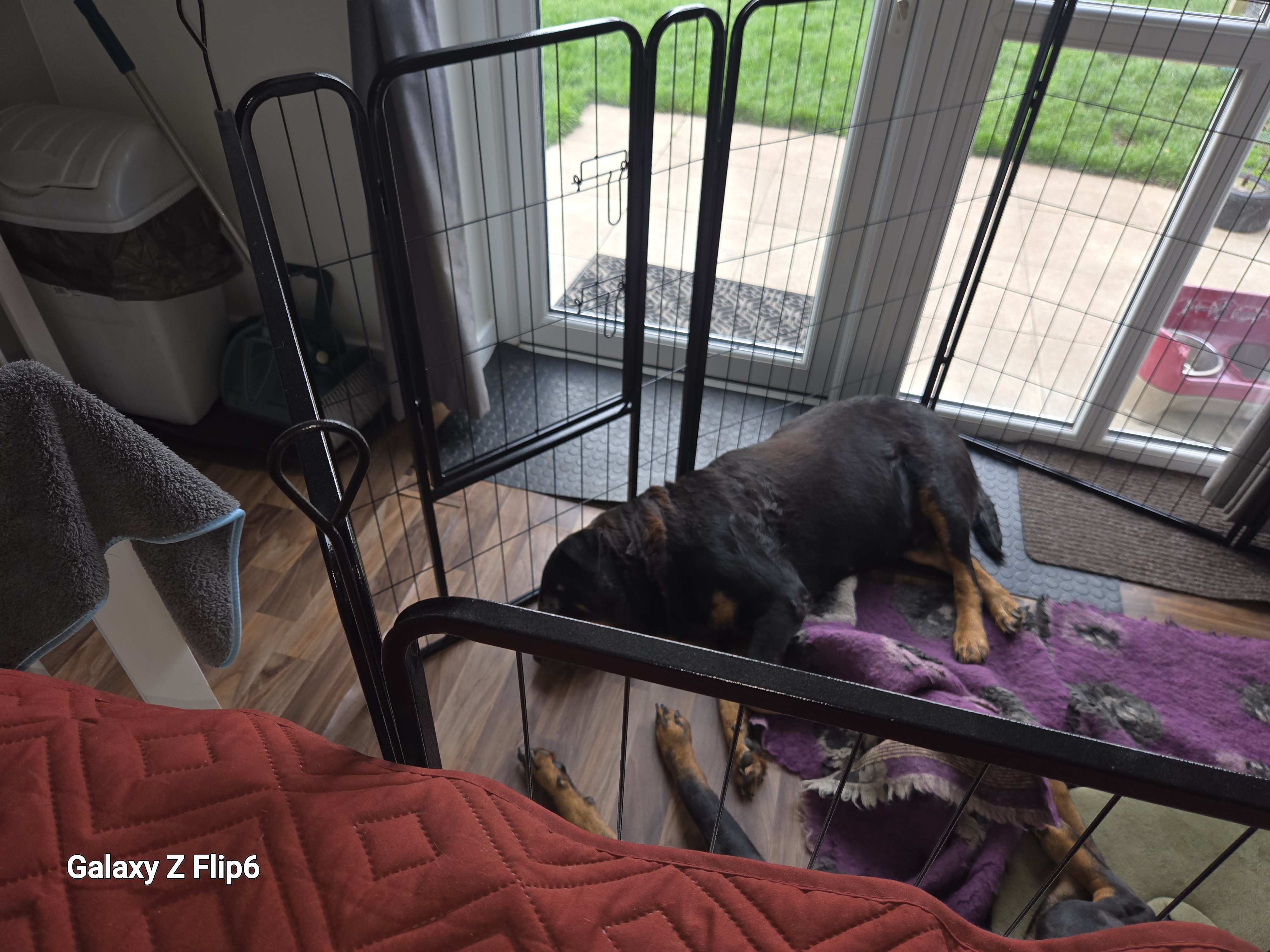 Dogs sleeping
