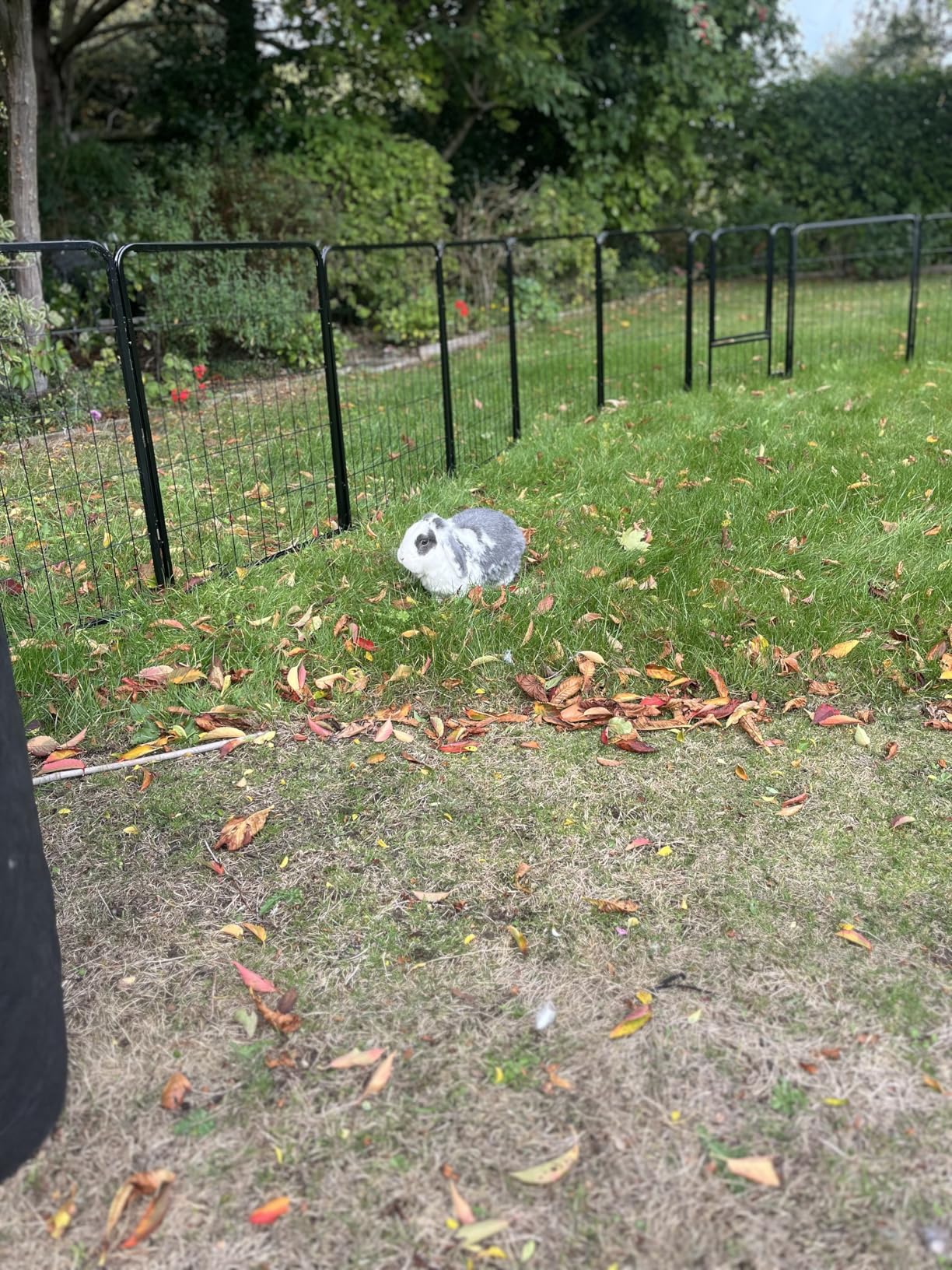 Great for rabbits too!!