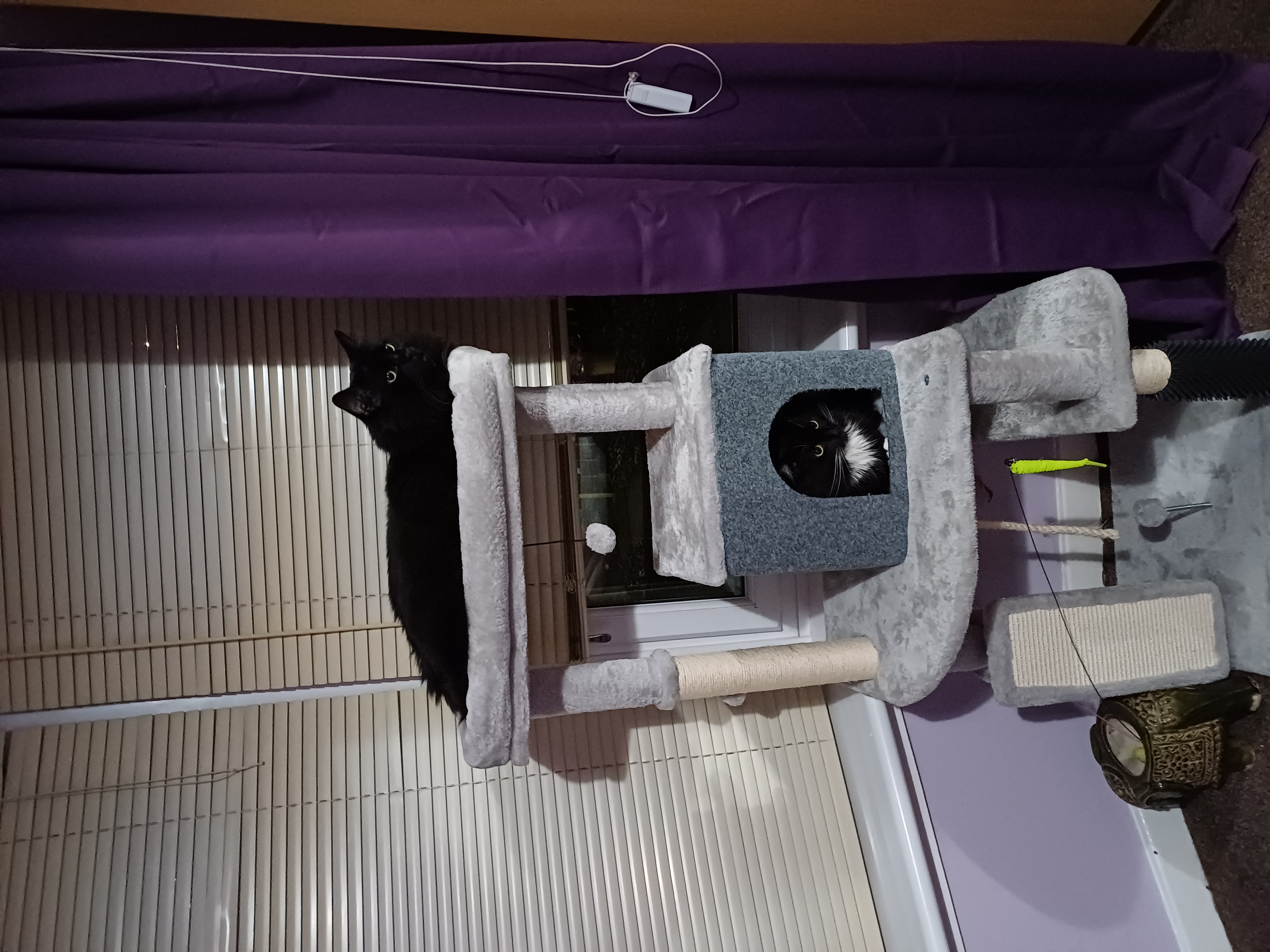 Cats love it