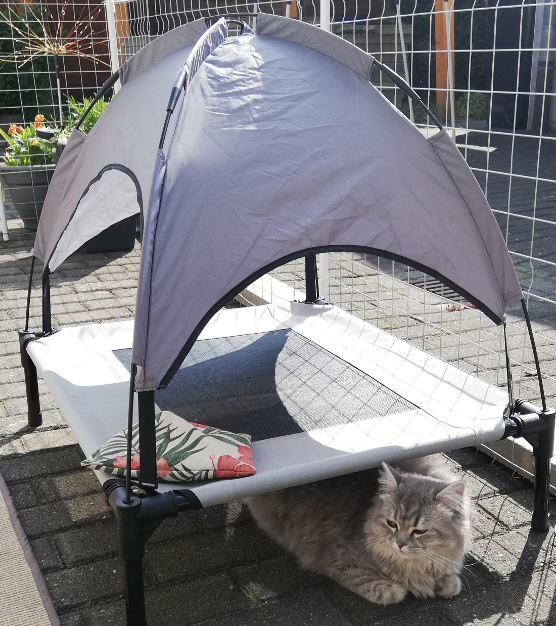 Erhöhtes Hundebett Mit Baldachin – Groß, Atmungsaktiv & Für Drinnen/draußen