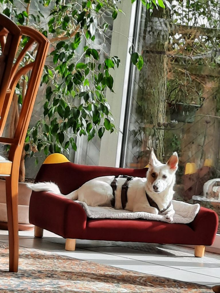 PawHut Hondenbank Met Rugleuning Huisdierenbank Hondenbed Zachte Bekleding Kattenbank Groen~0visbiob34g01