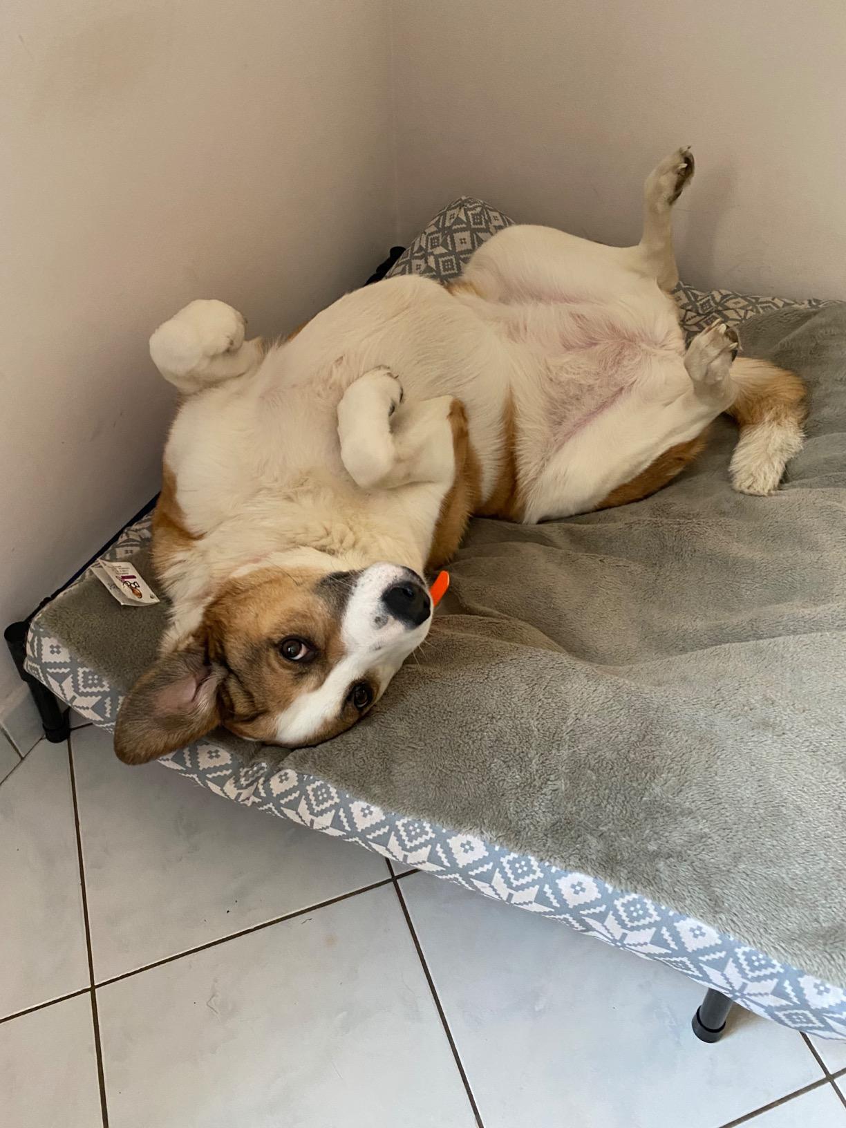 Tenda Pieghevole Per Cani E Gatti – Impermeabile, Con Picchetti E Custodia, Per Campeggio E Giardino