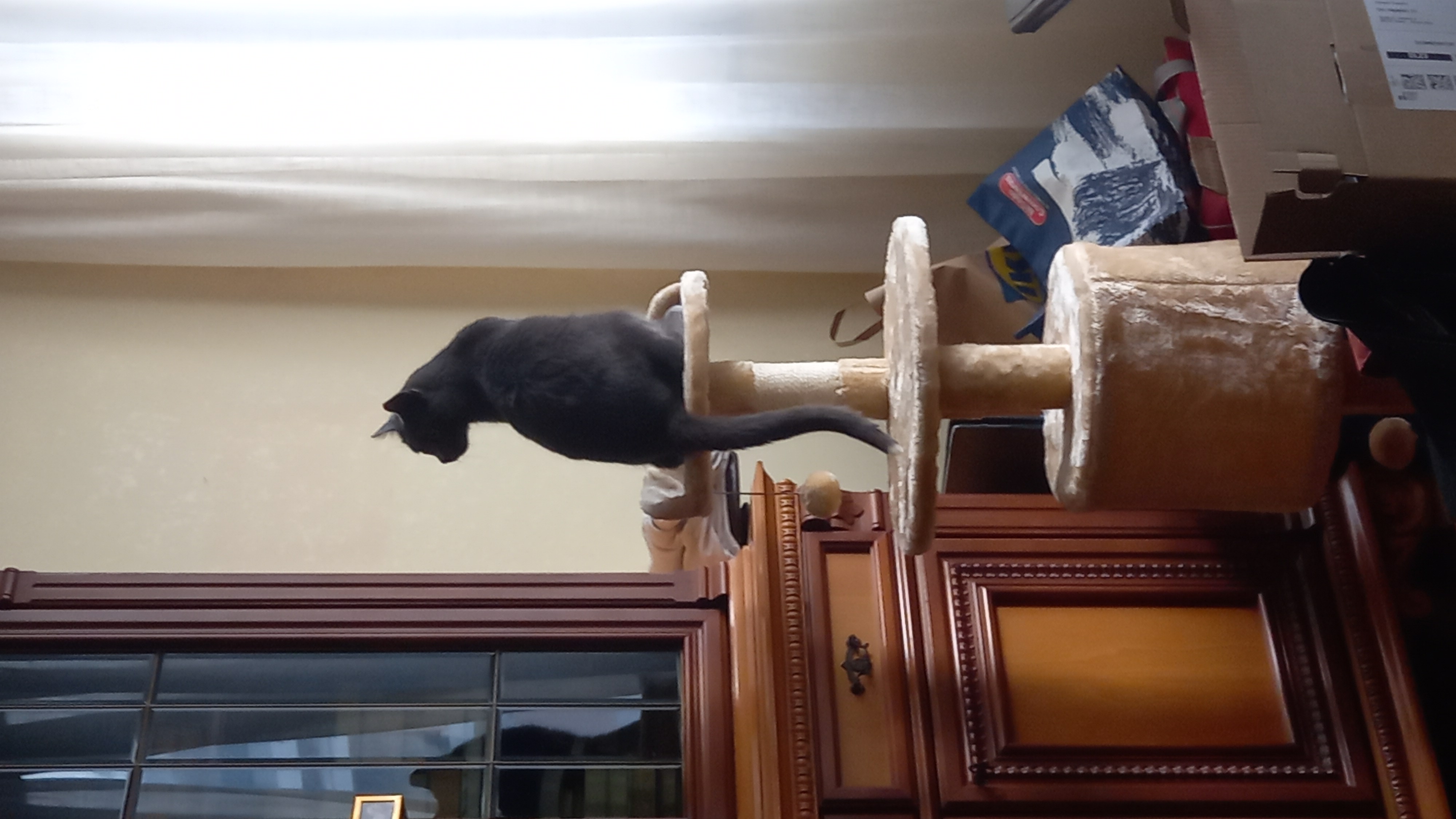 PawHut Tiragraffi Gatto Albero Tira Graffi Gioco Giocattolo Per Gatti - Foto 9