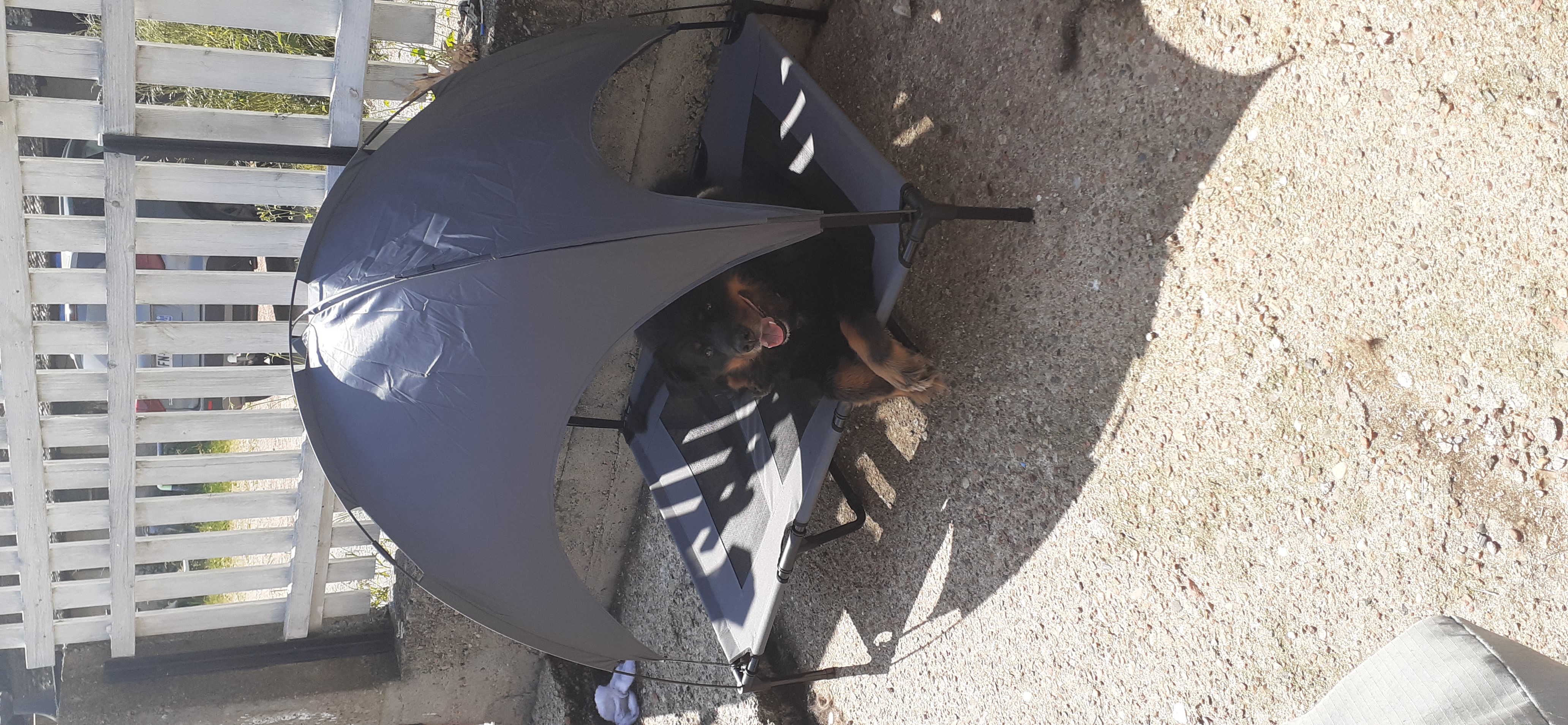 Lit de camp pour chien